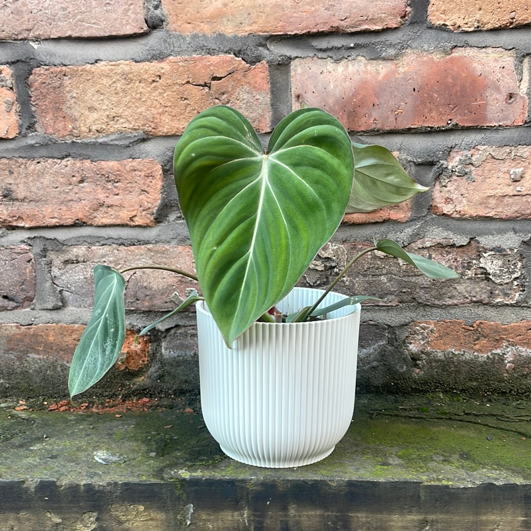 Philodendron Gloriosum