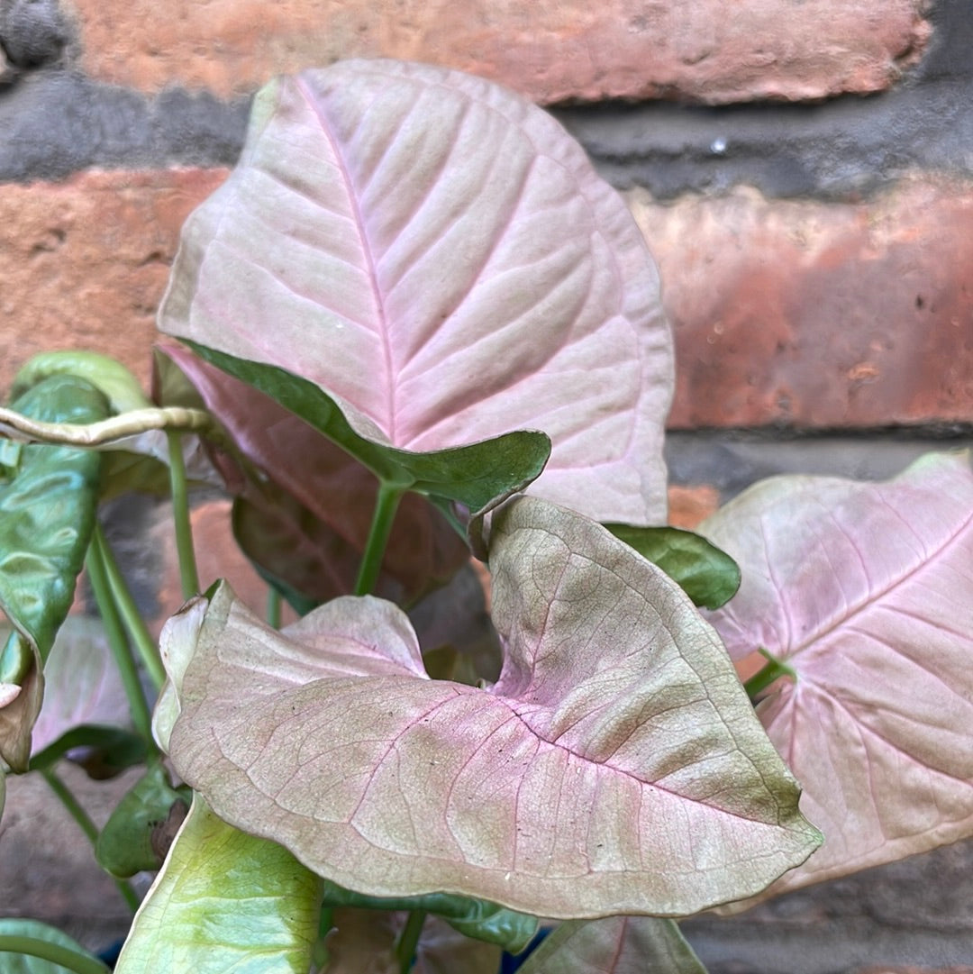 Syngonium Red Heart