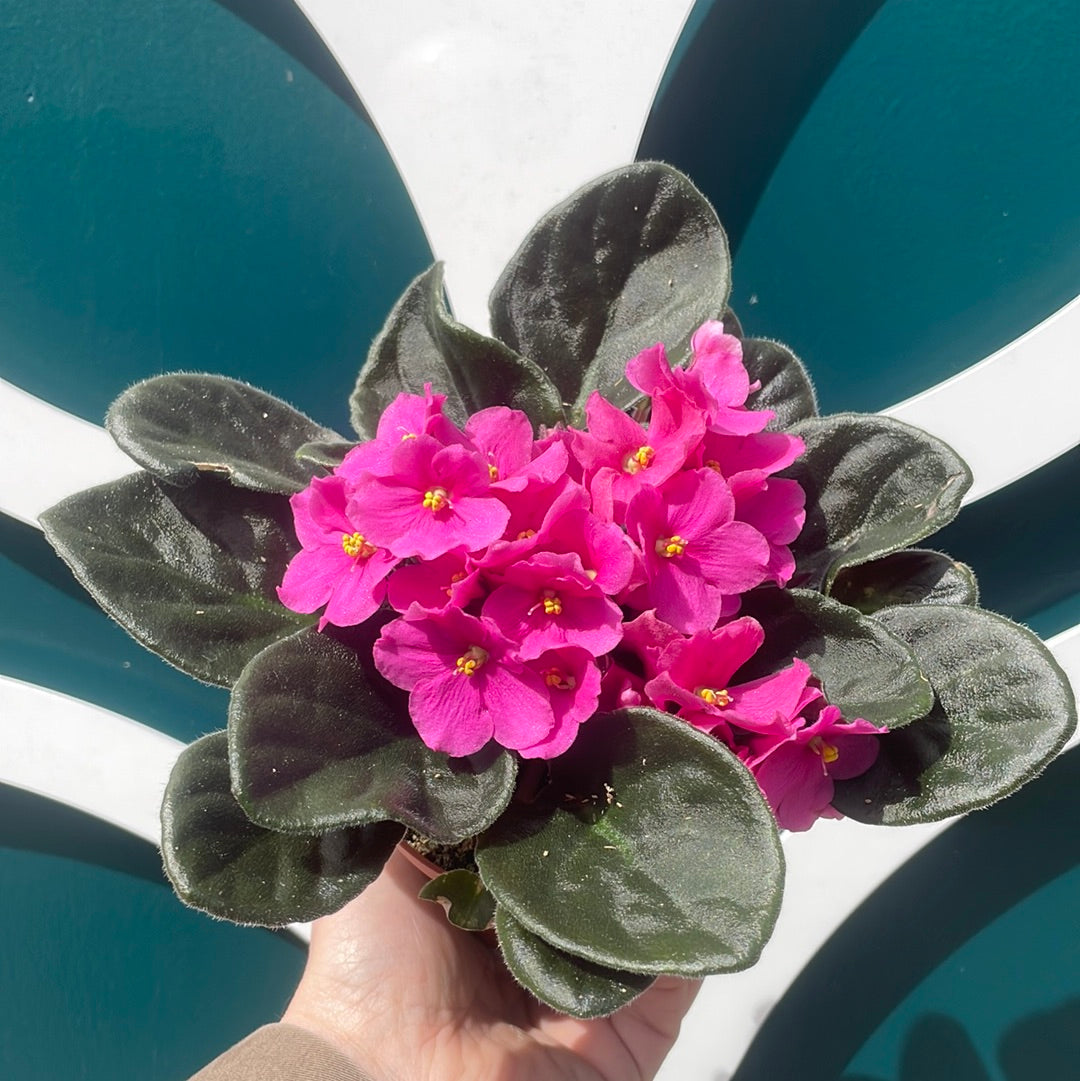 African Violets