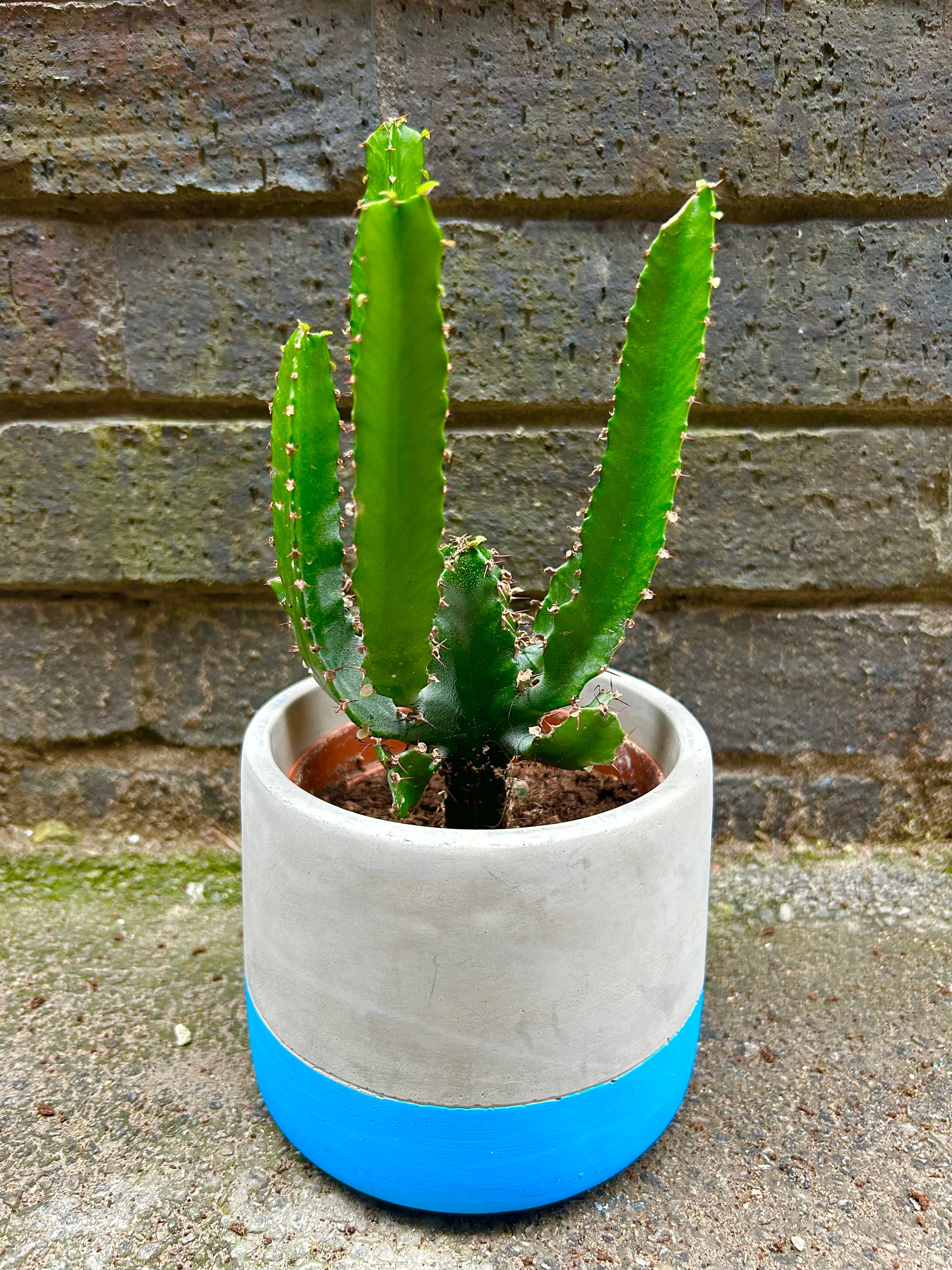 Euphorbia Triangularis