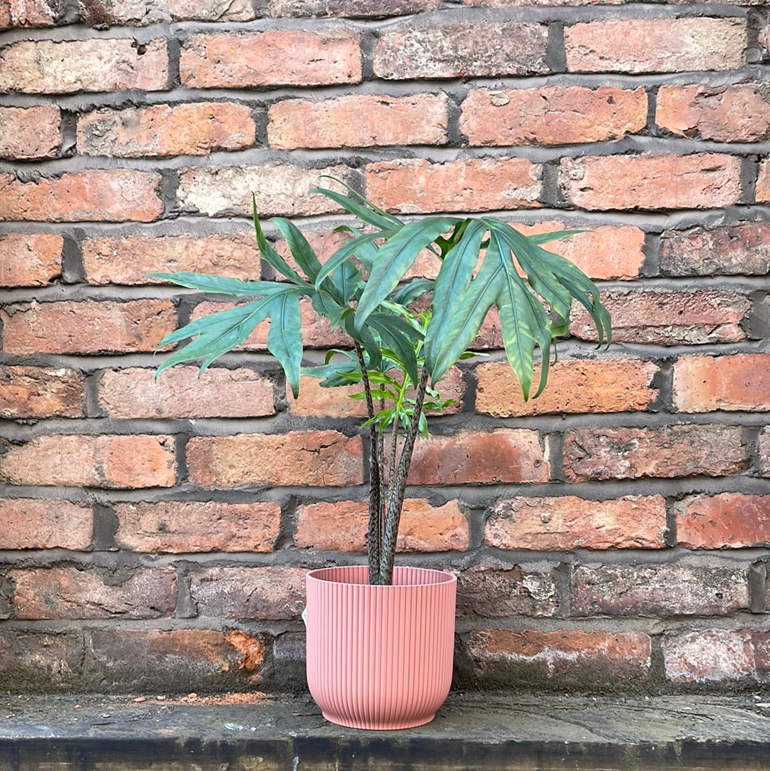 Alocasia Pink Passion