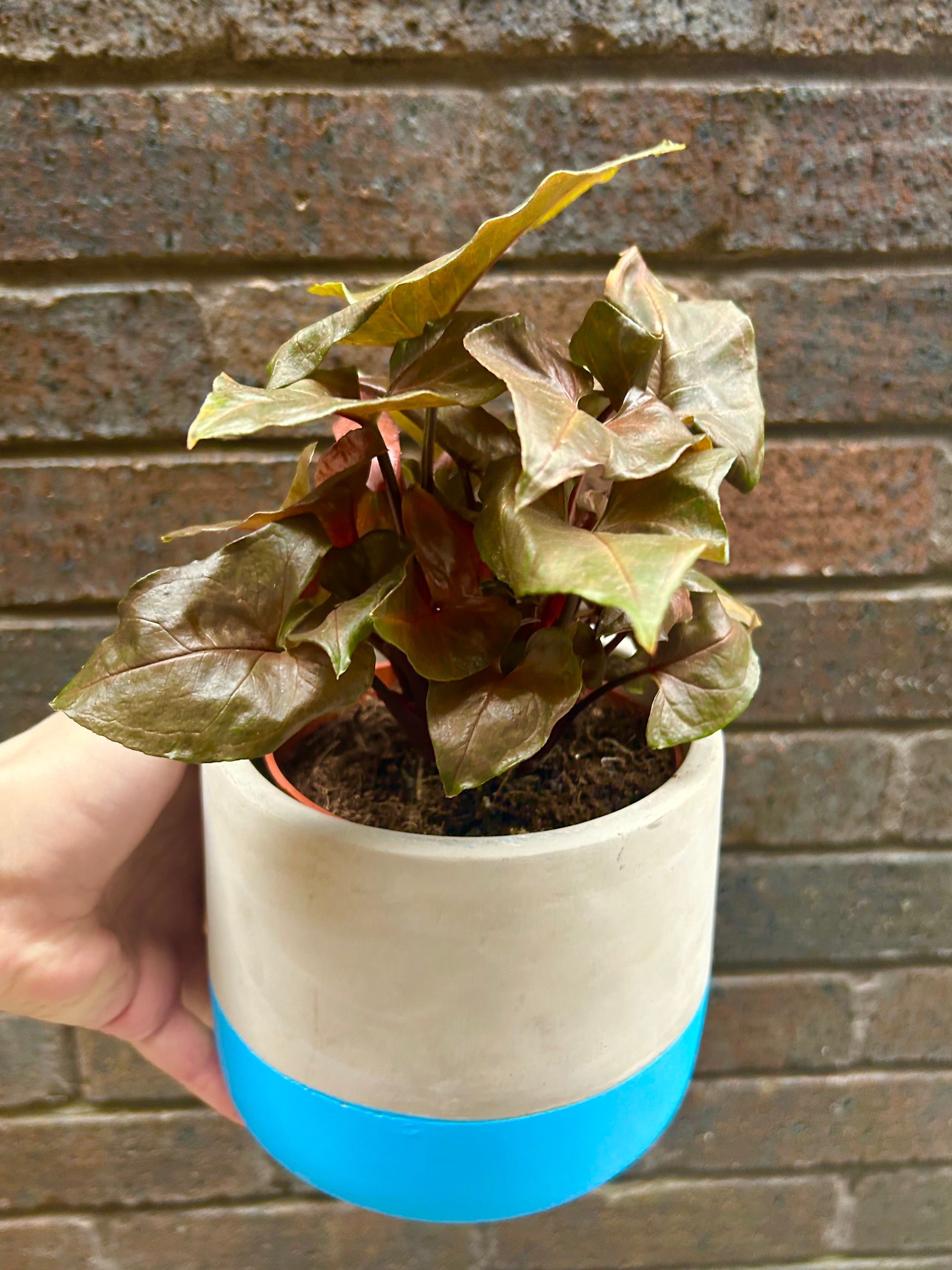 Syngonum Maria