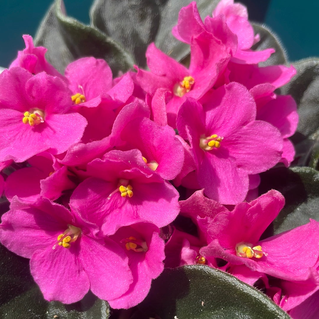 African Violets