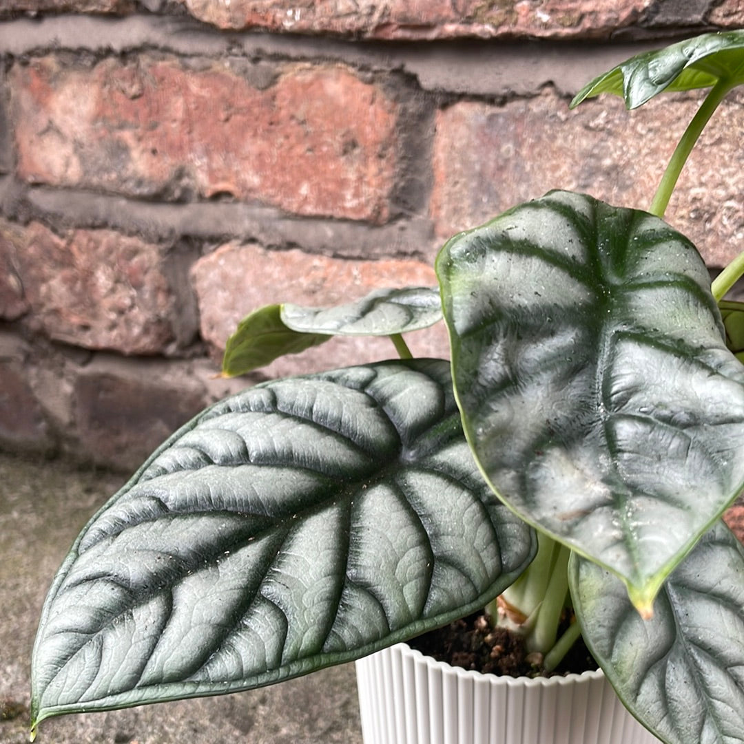 Alocasia Dragon Scale