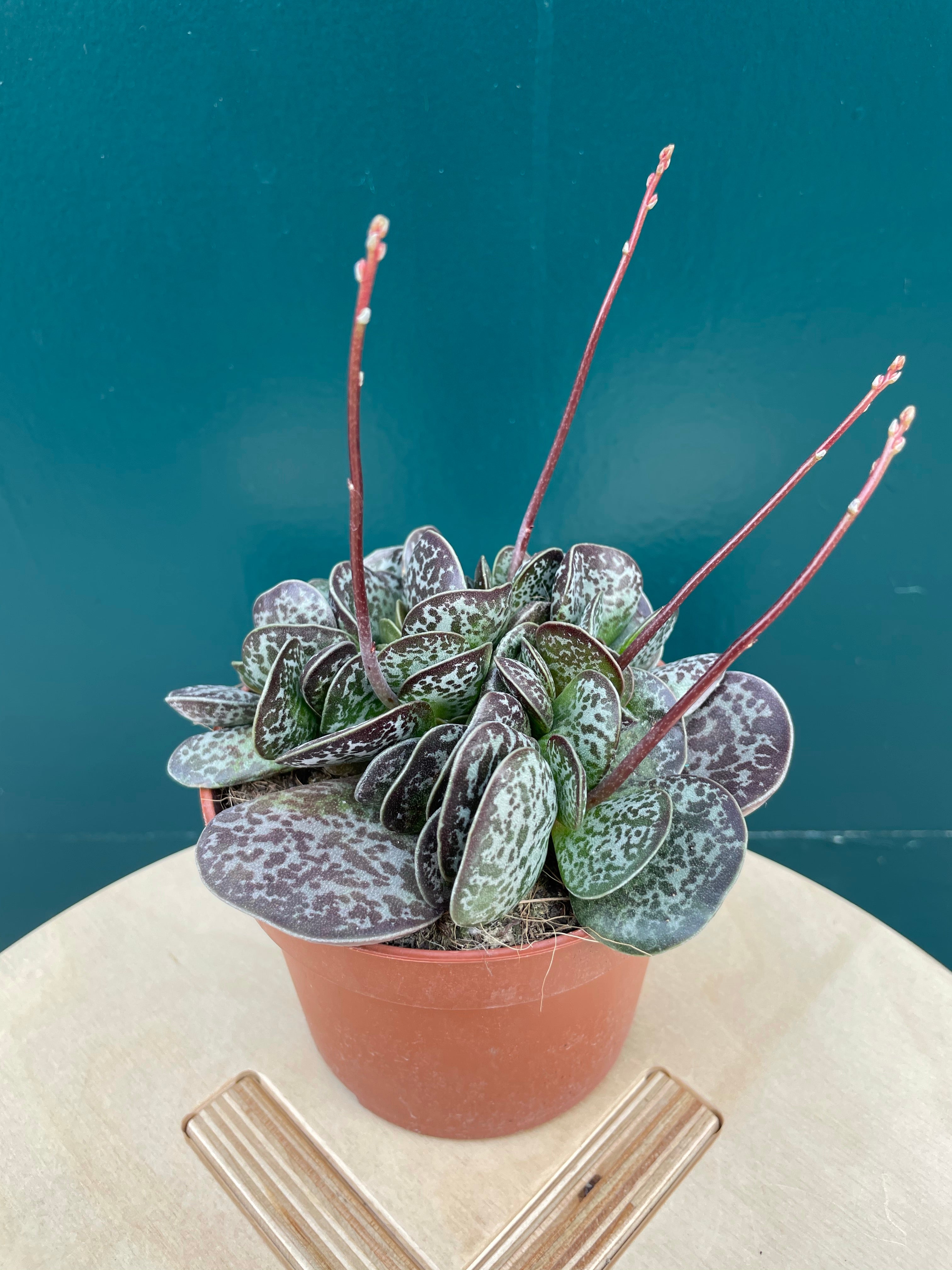 Adromischus Trigynus