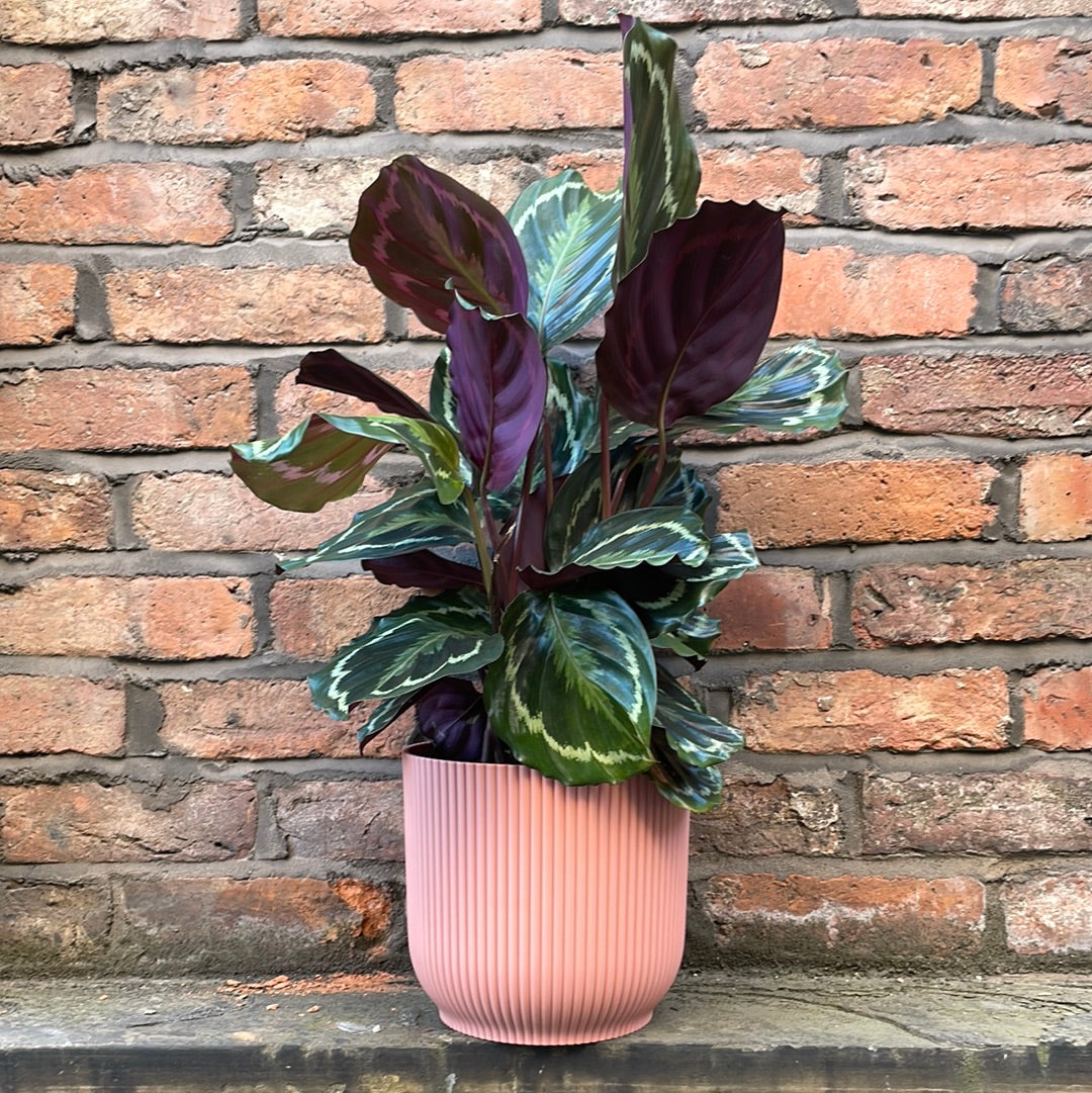Calathea Medallion