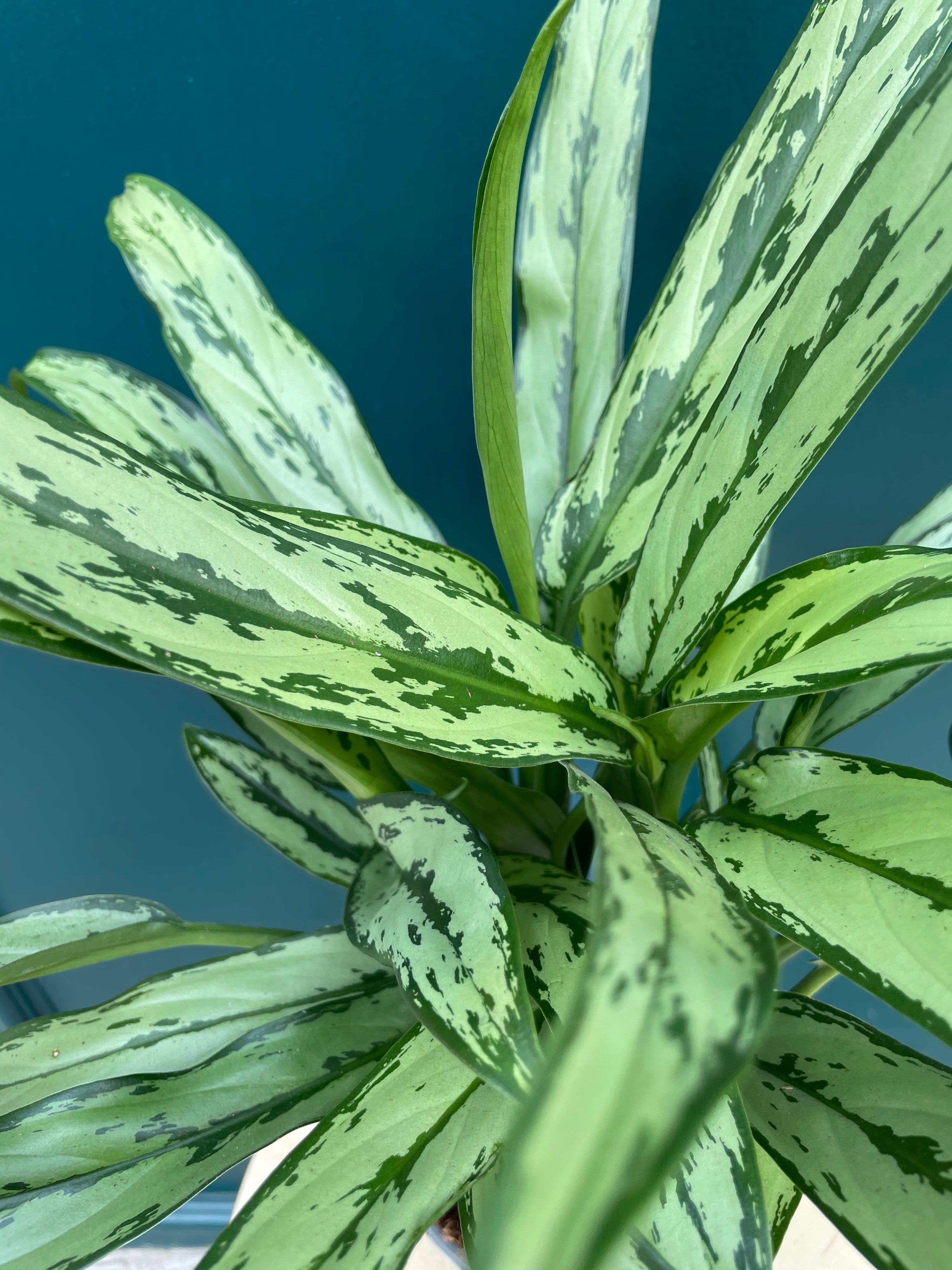 Aglaonema Maria