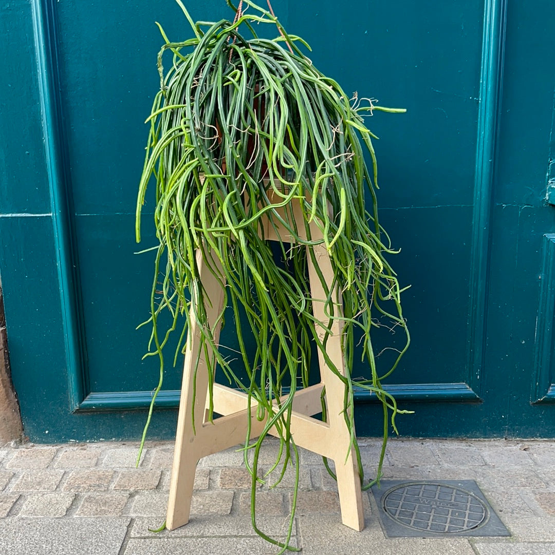 Rhipsalis Paradoxa