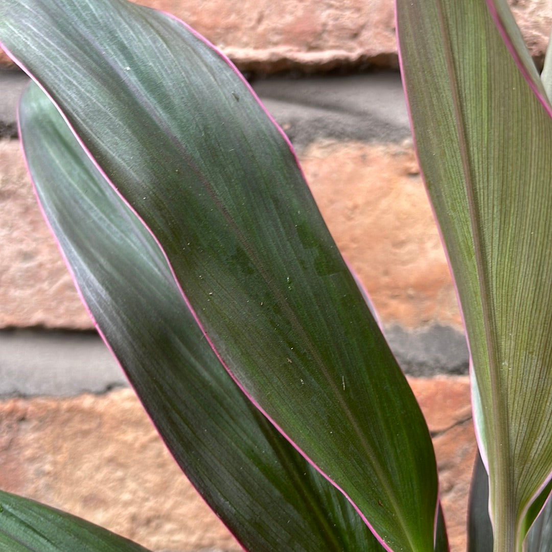 Cordyline Rumba