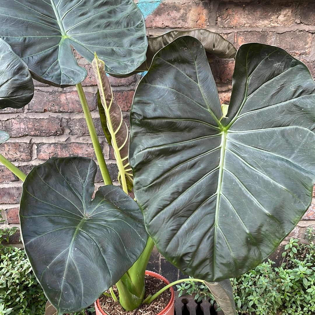 Alocasia Regal Shields
