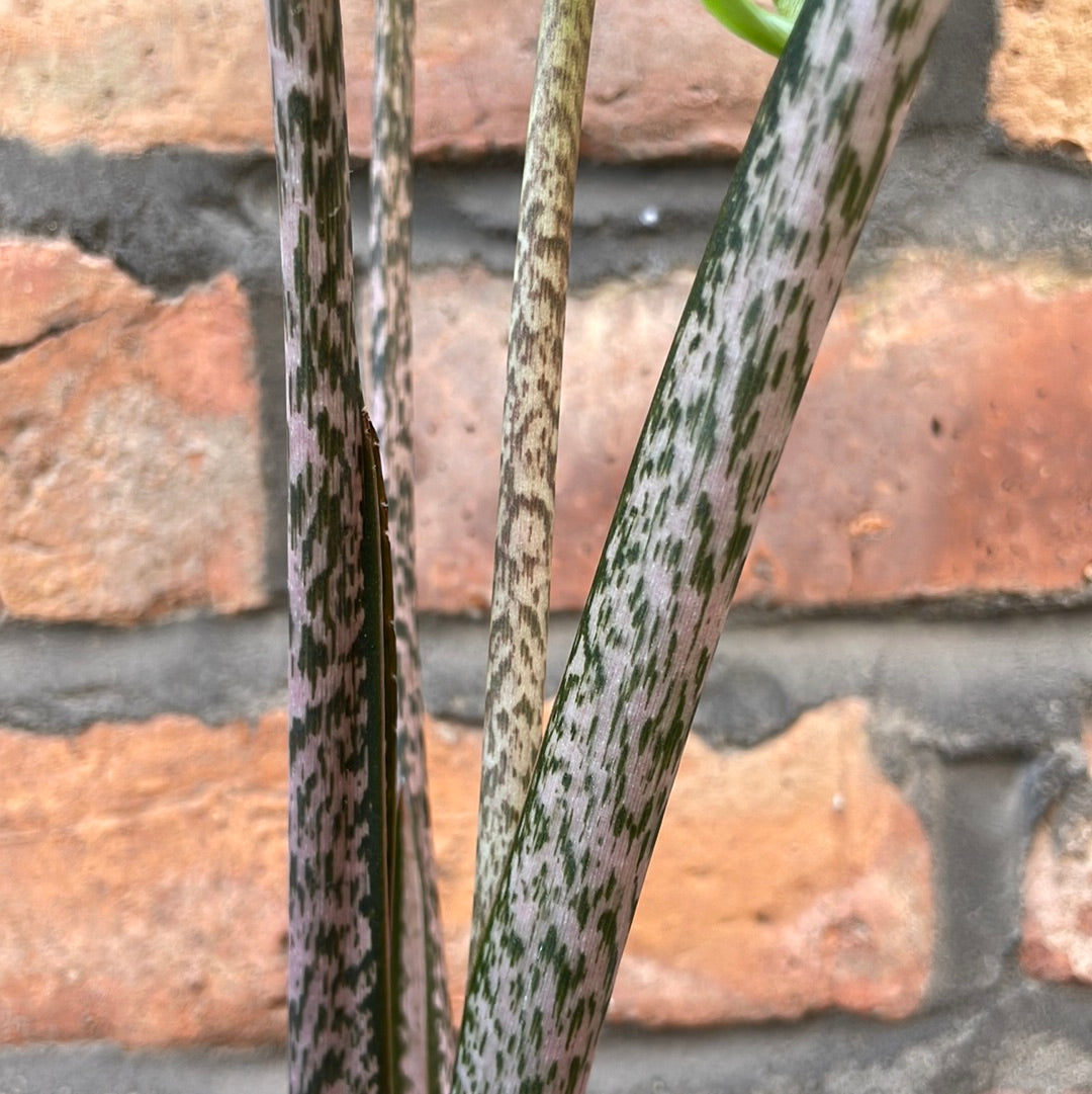 Alocasia Pink Passion