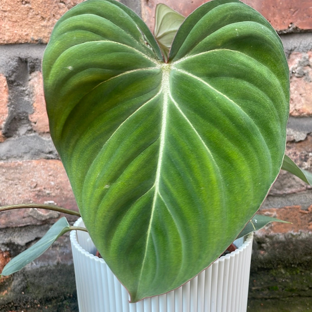 Philodendron Gloriosum