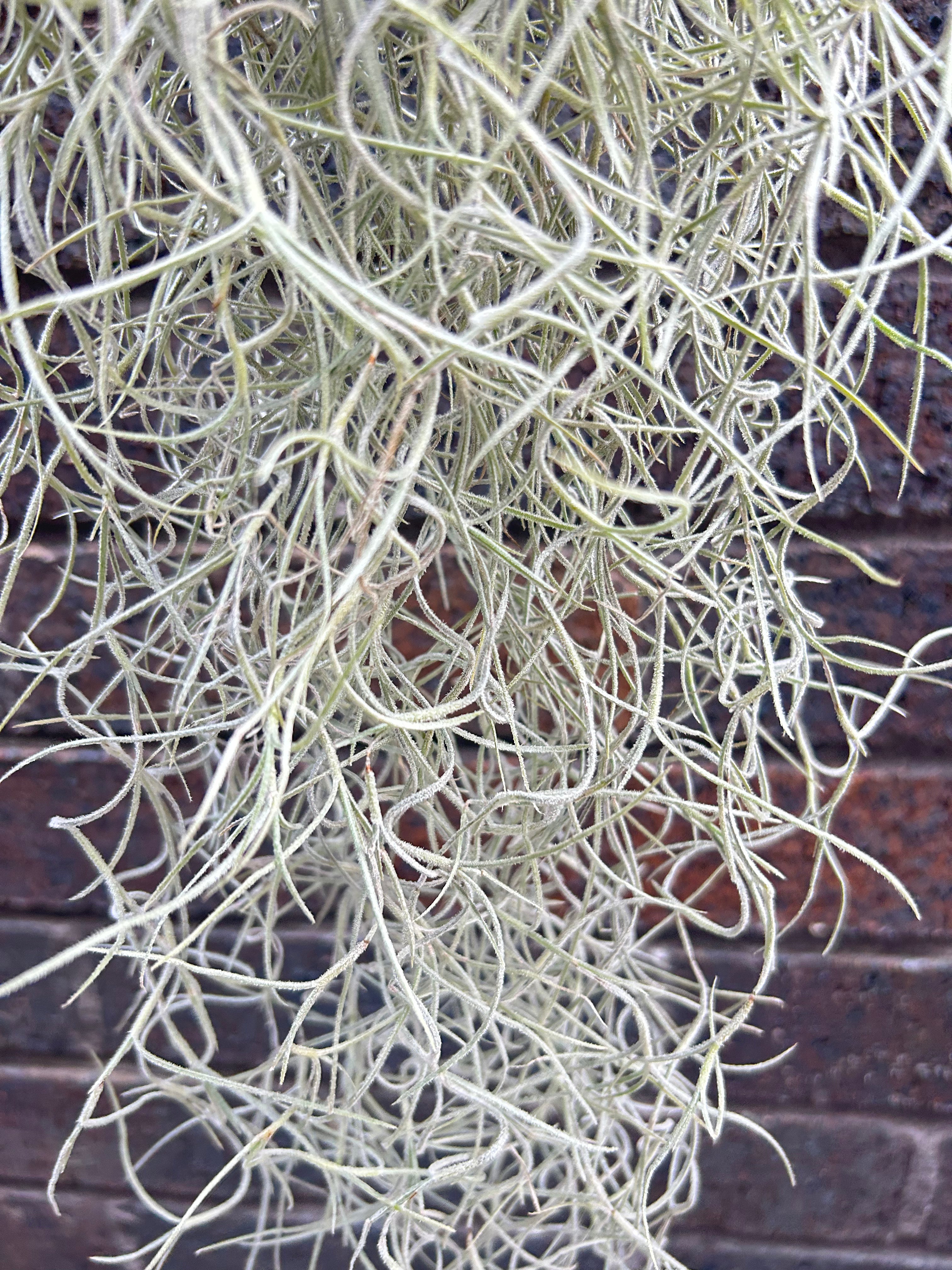 Tillandsia Usneoides &