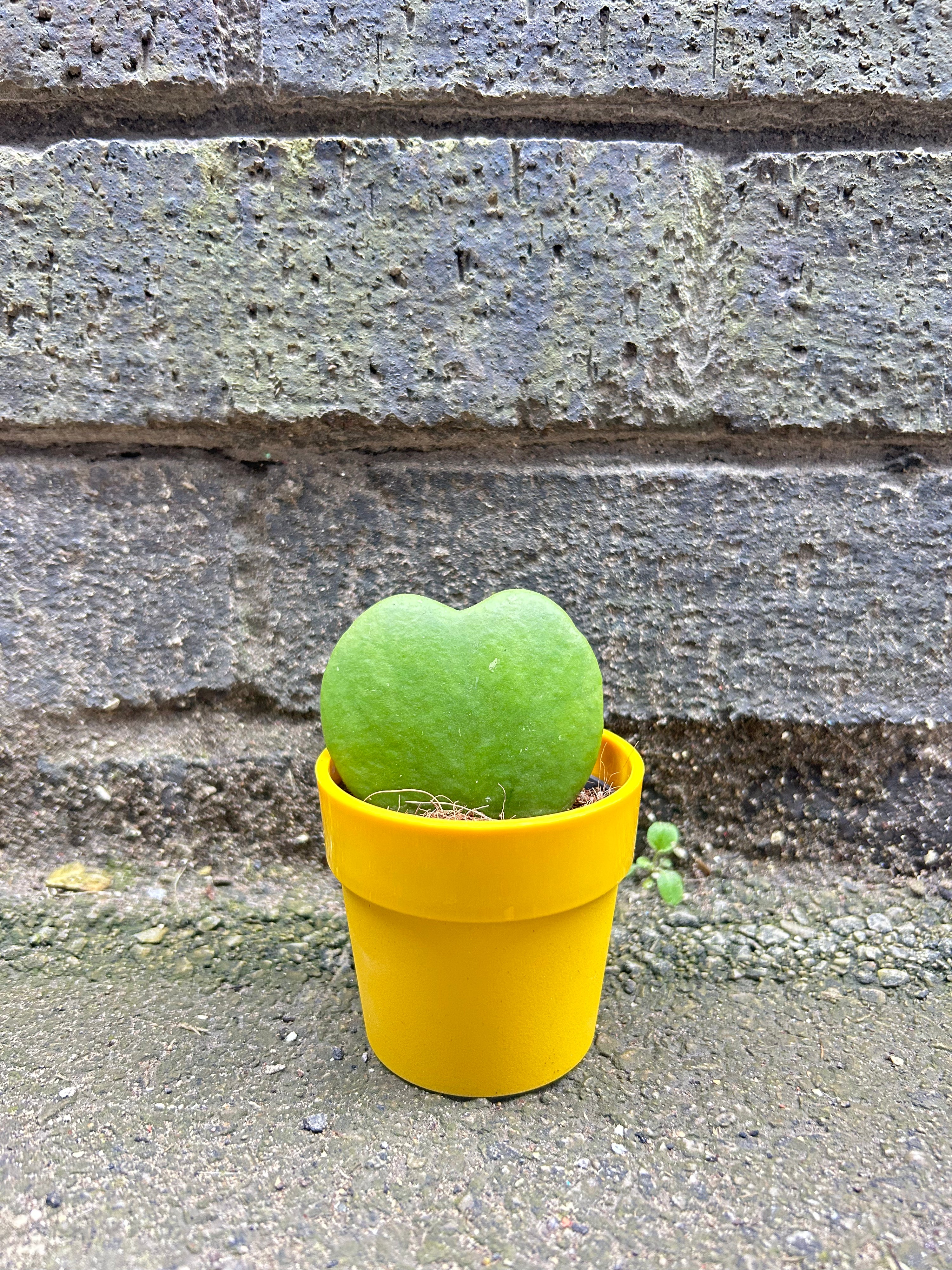 Hoya Kerrii