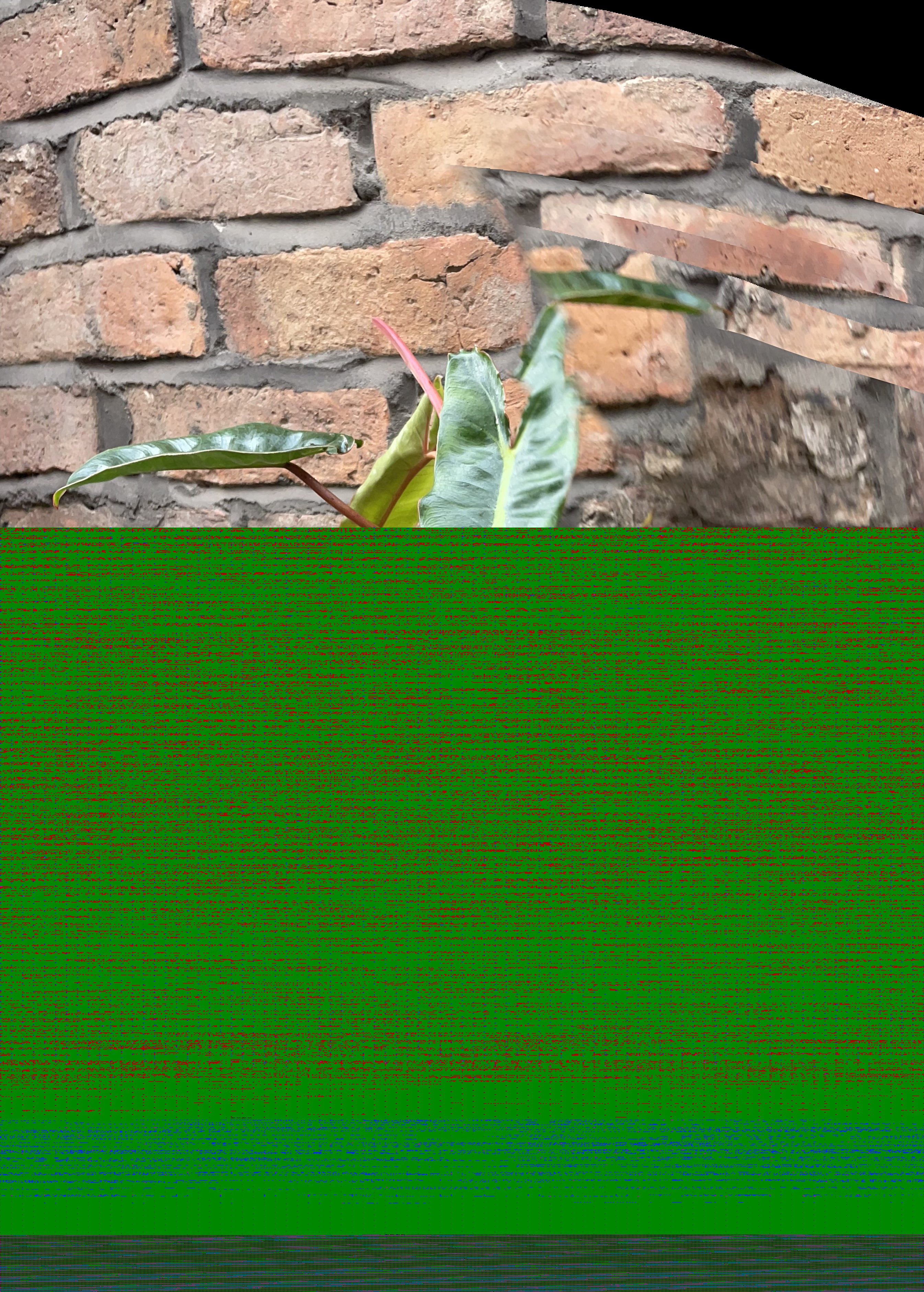 Philodendron Billietiae