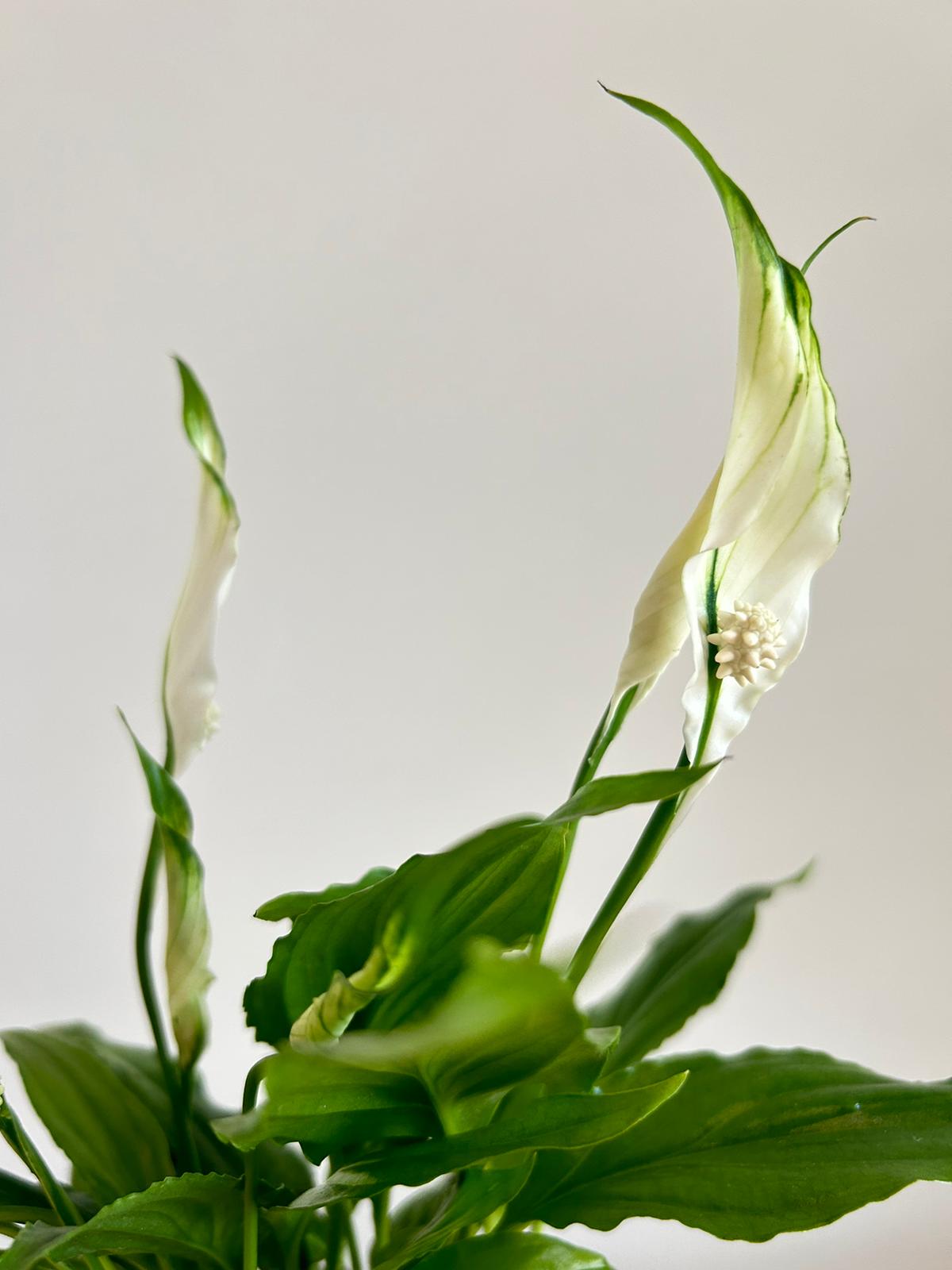 Peace Lilly Kokedama