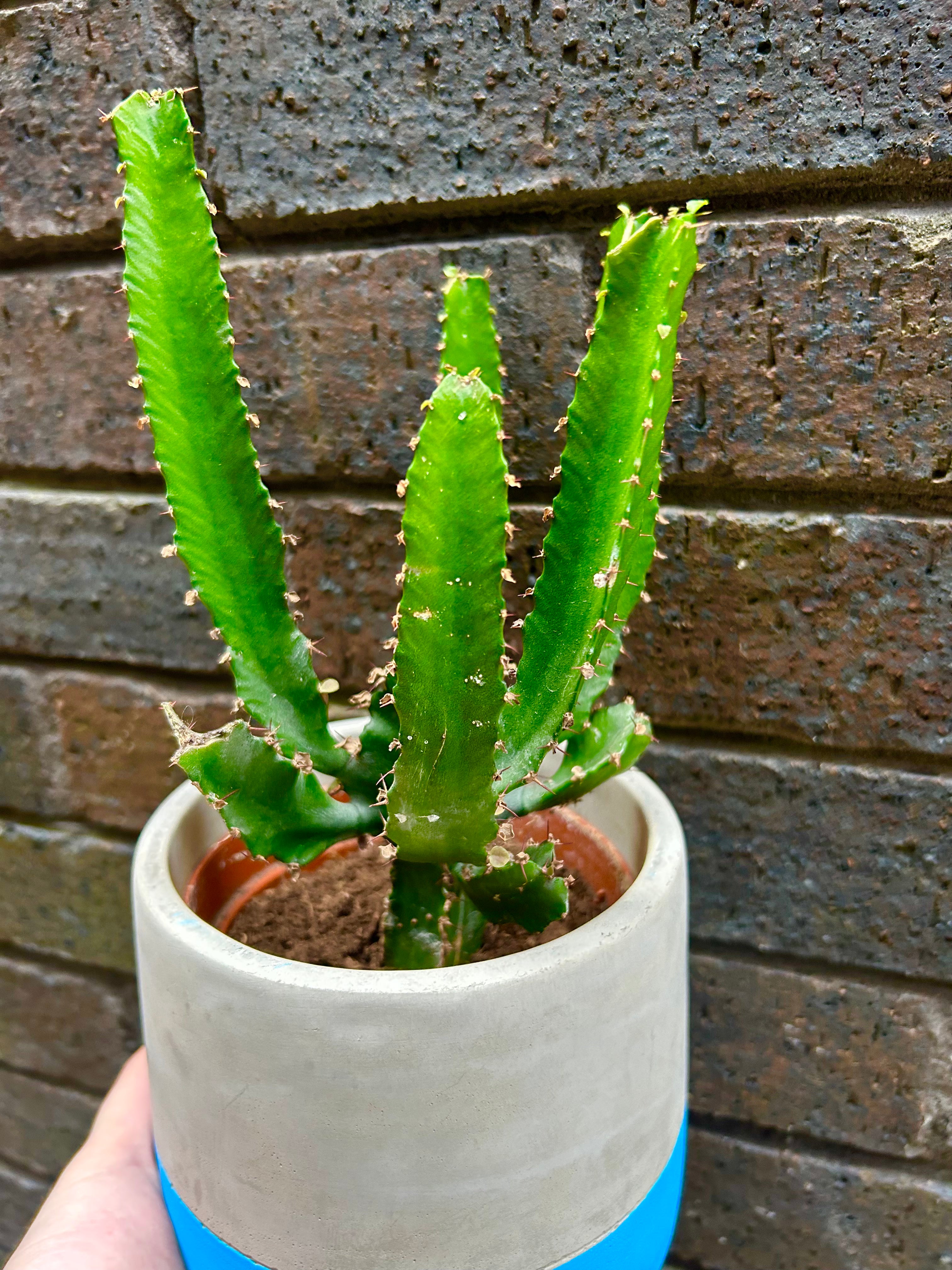 Euphorbia Triangularis