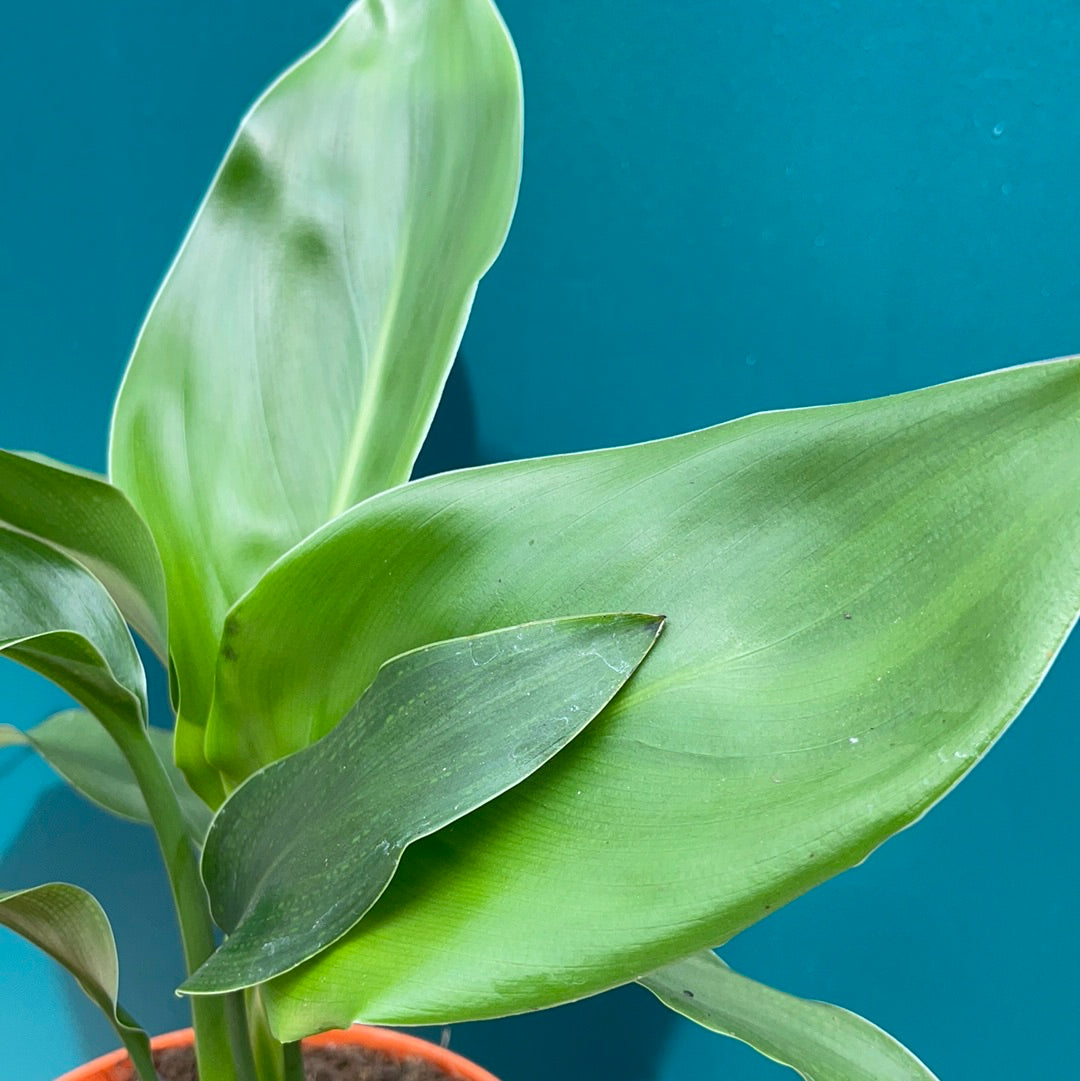 Strelitzia Reginae