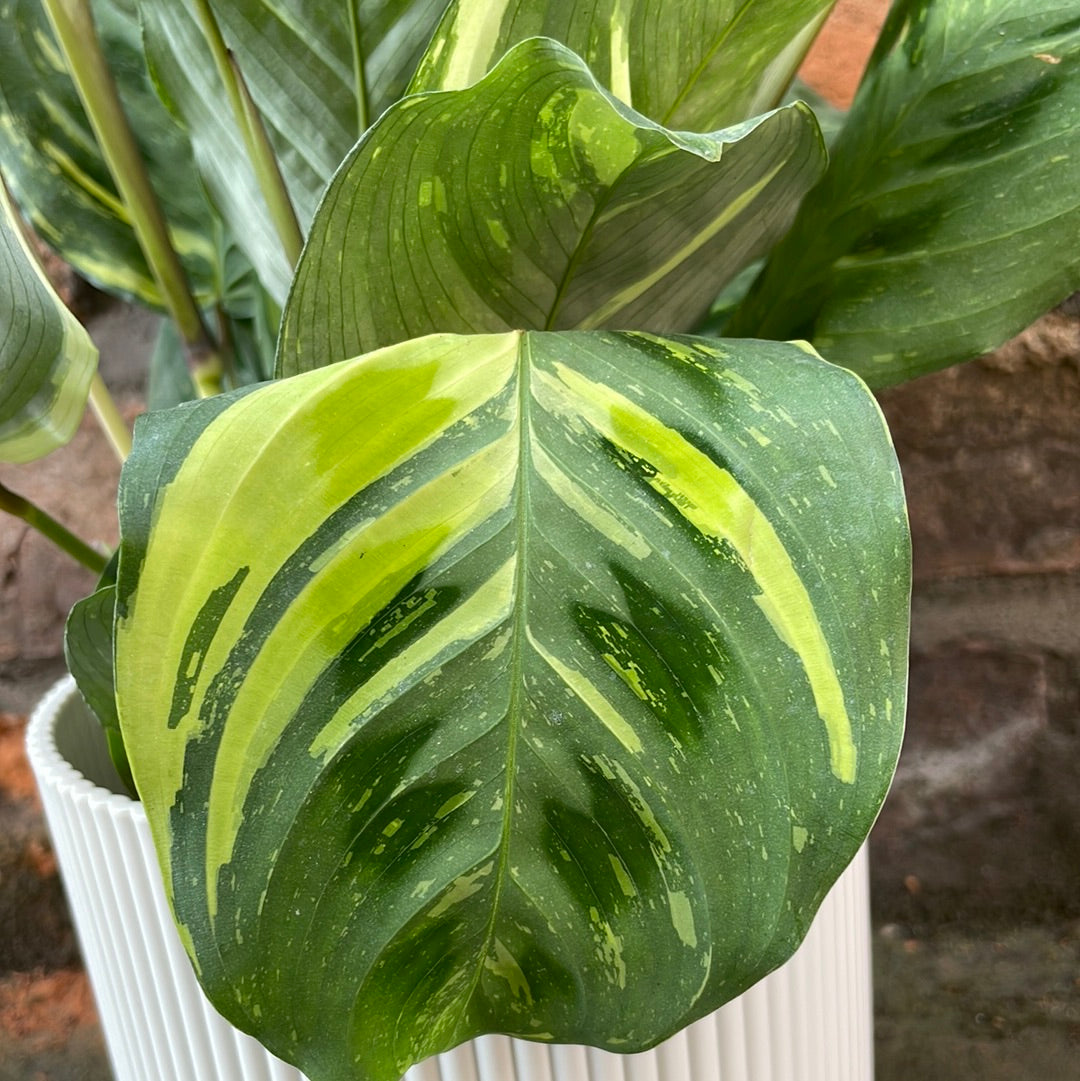 Maranta Lucky Dip