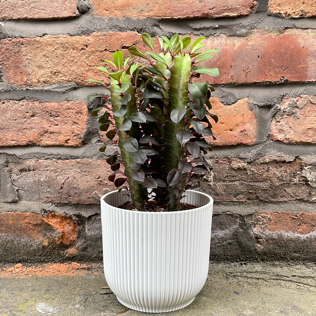 Euphorbia trigona Rubra