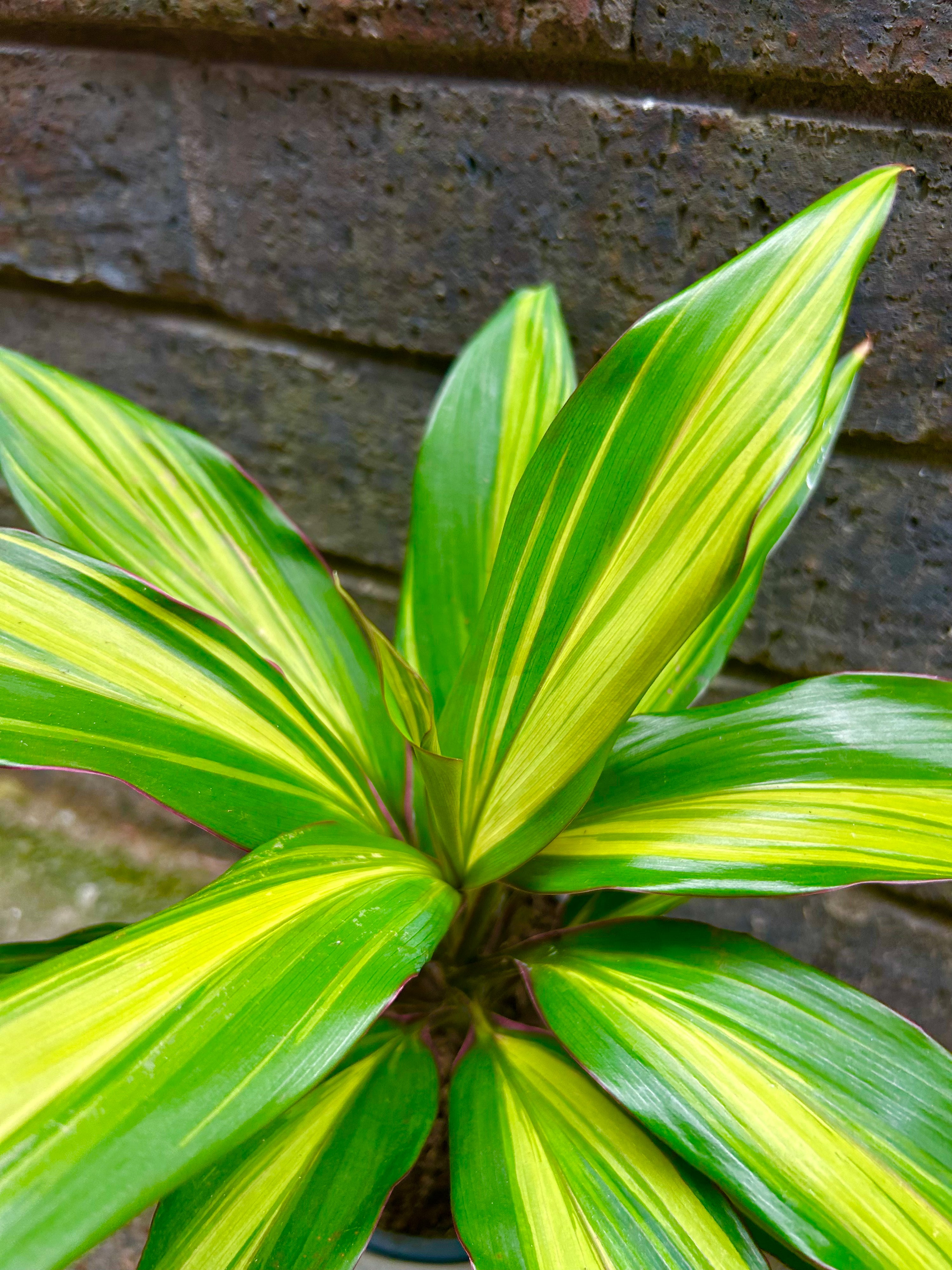 Cordyline Kiwi