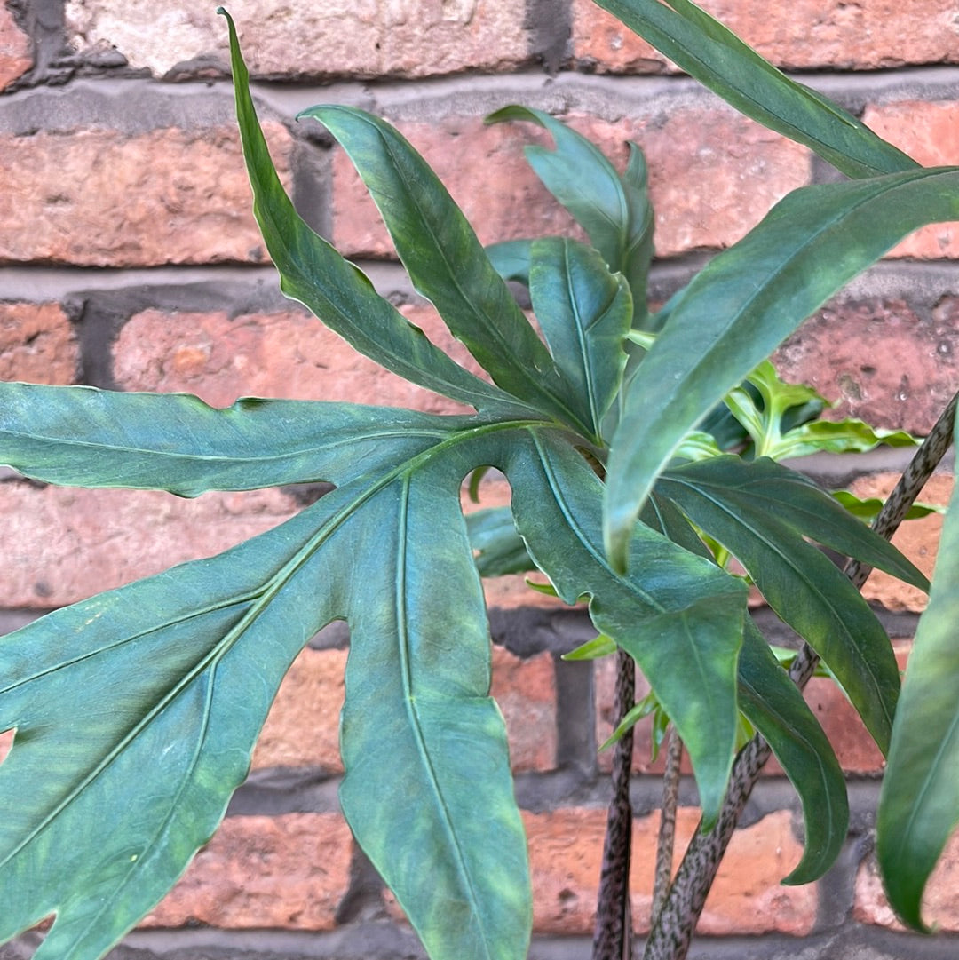 Alocasia Pink Passion