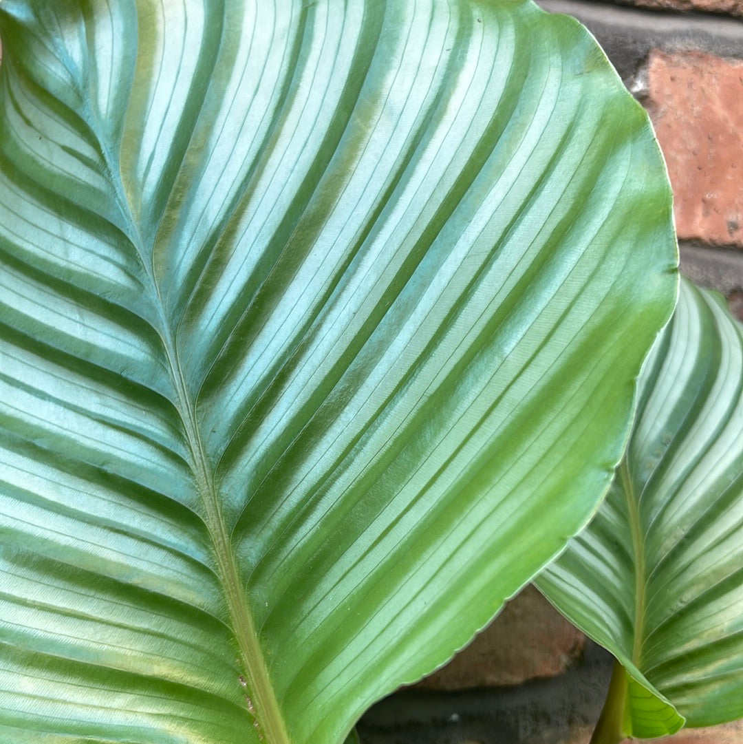 Calathea orbifolia