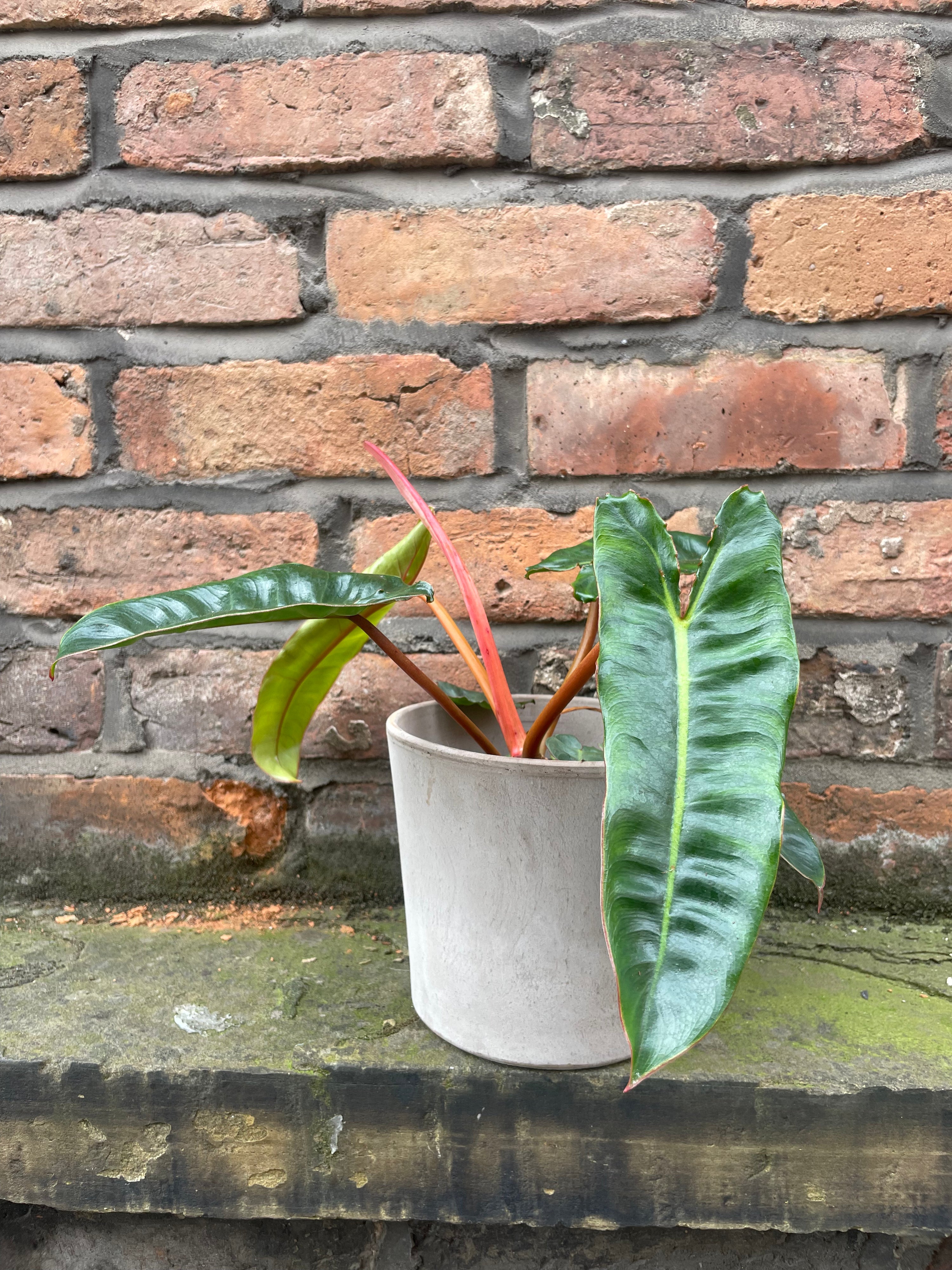Philodendron Billietiae