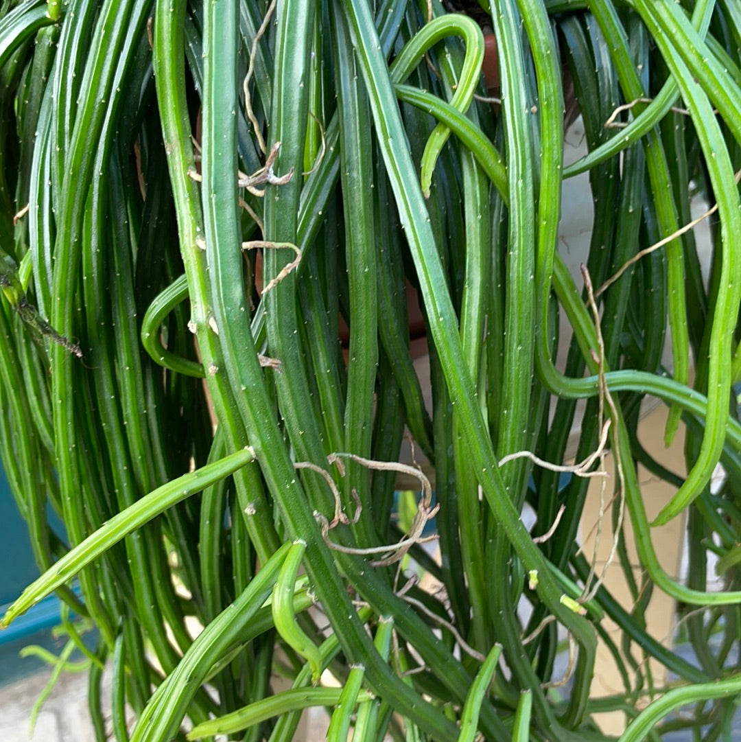 Rhipsalis Paradoxa