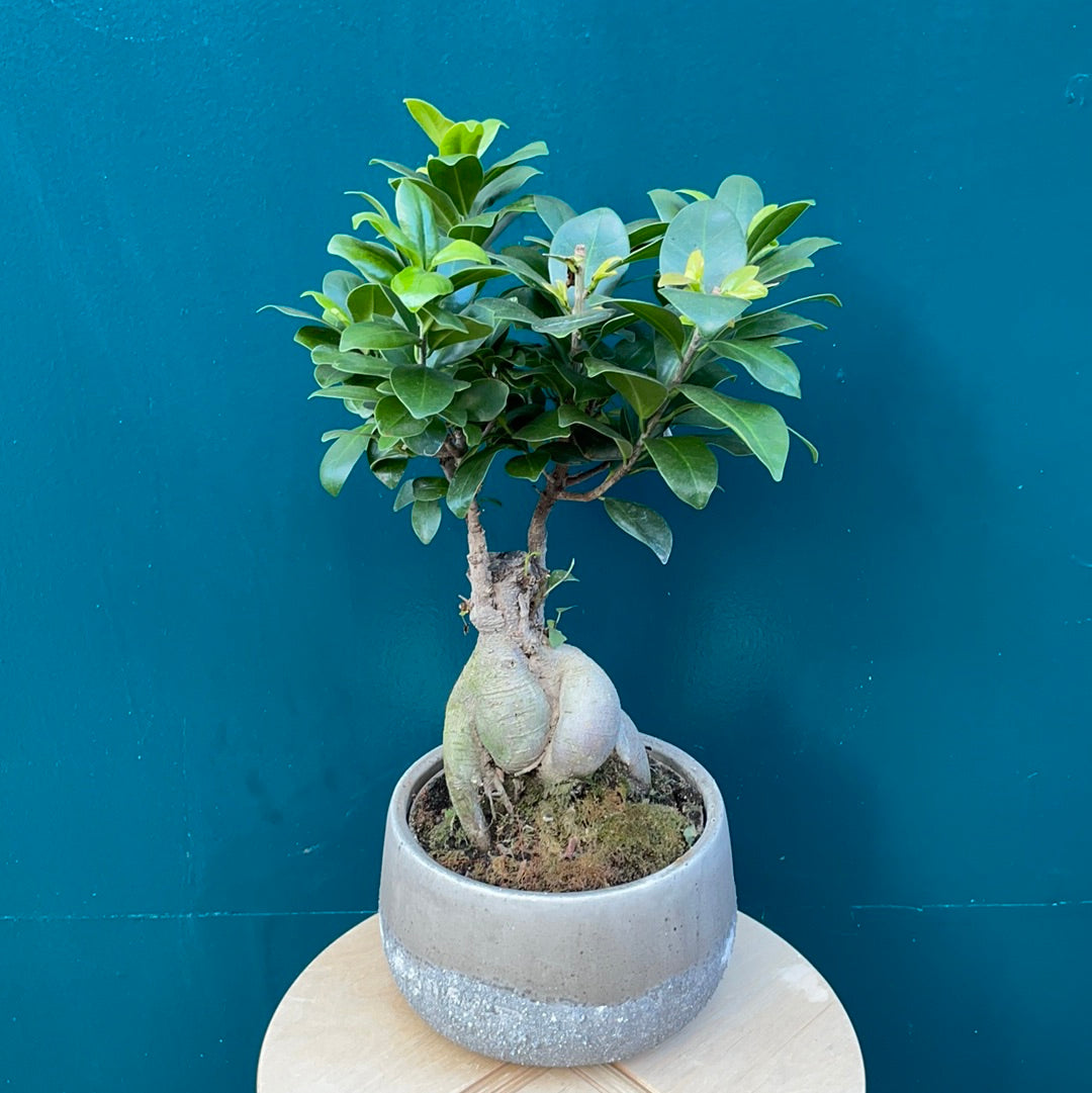Ficus Ginseng in Pot