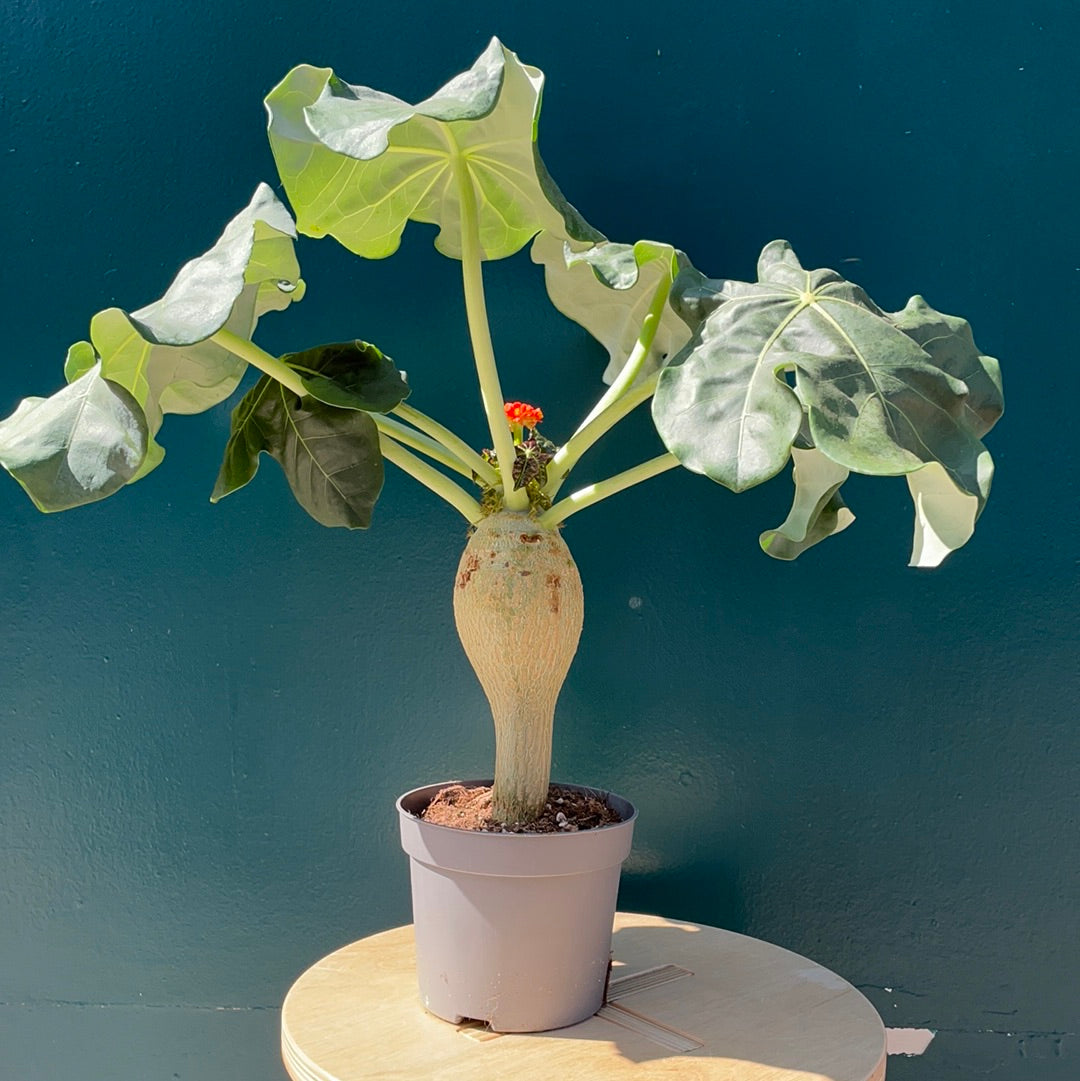Jatropha Podagrica