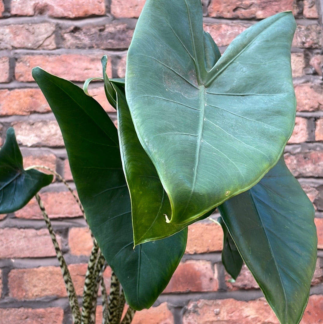 Alocasia Zebrina
