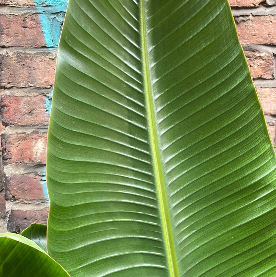Bird Of Paradise