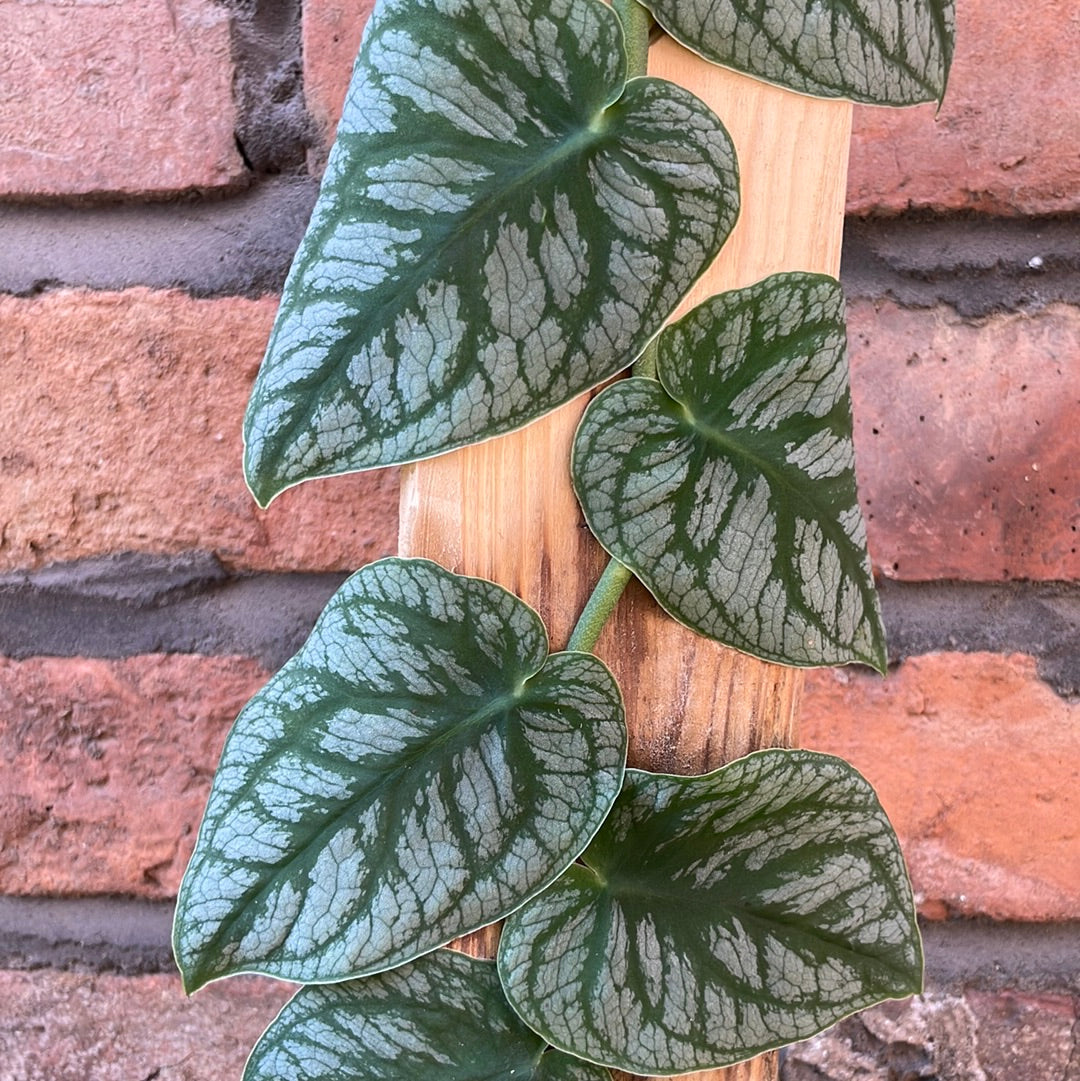 Monstera Dubai