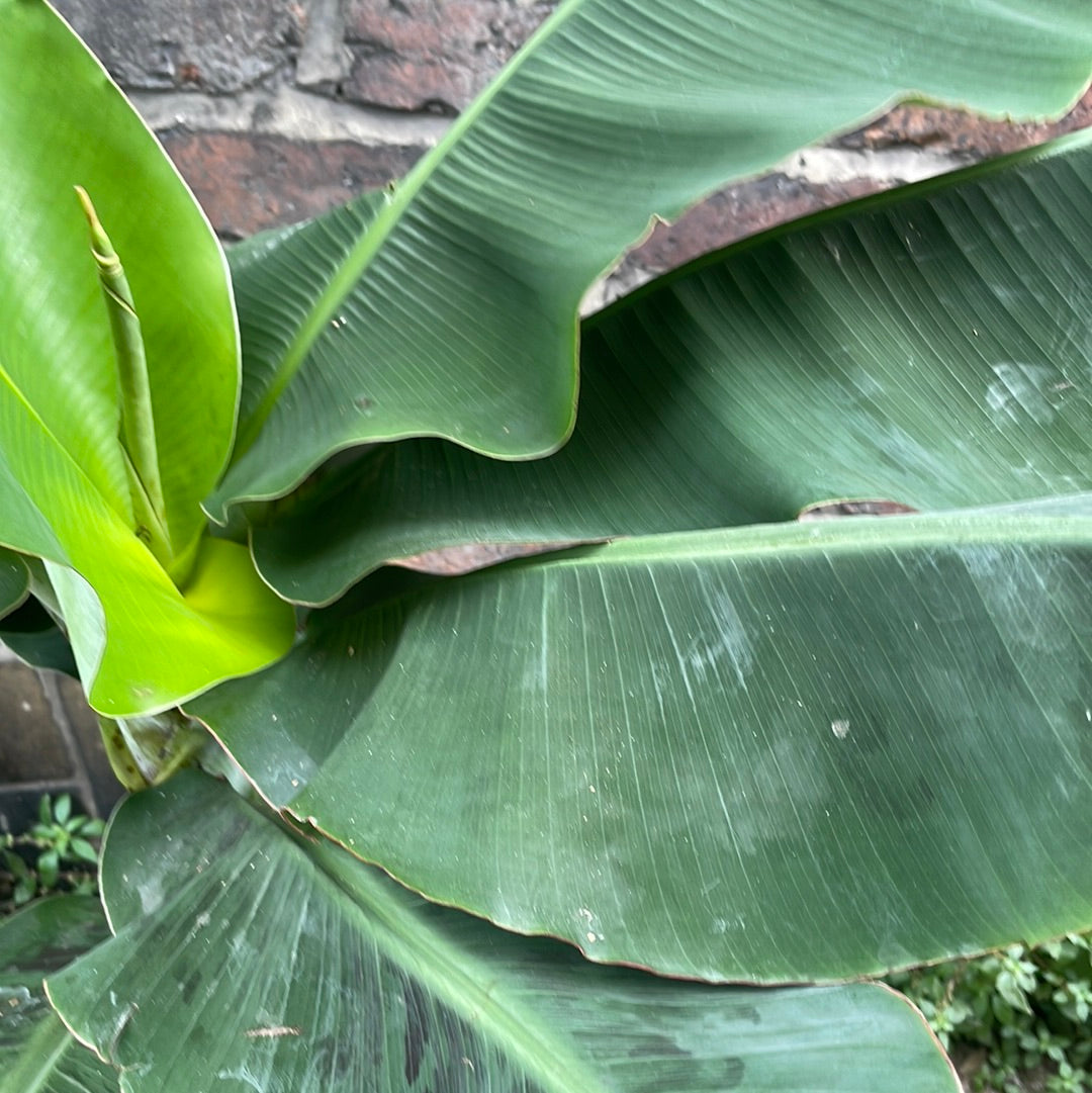 Musa Tropicana