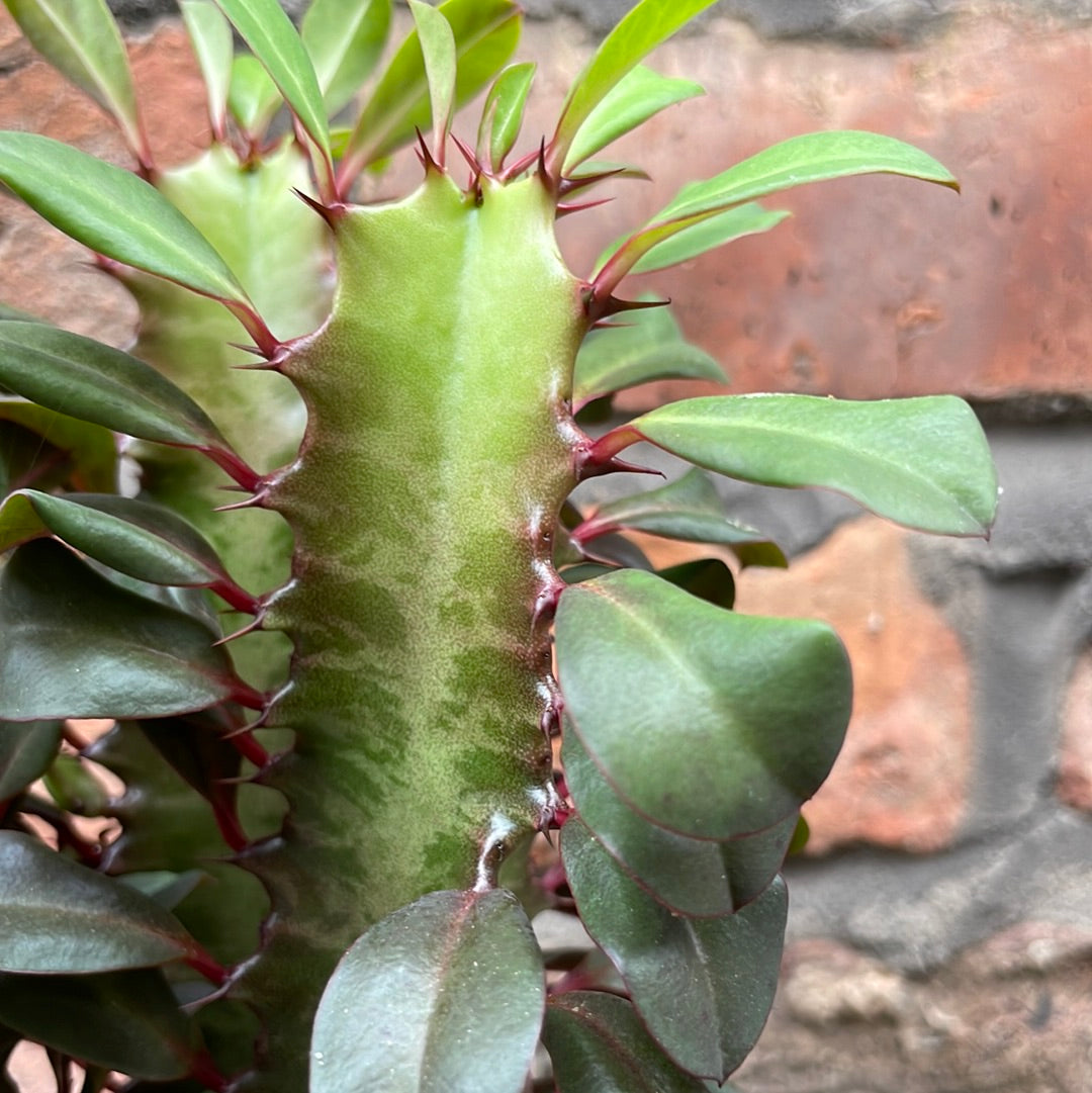 Euphorbia trigona Rubra