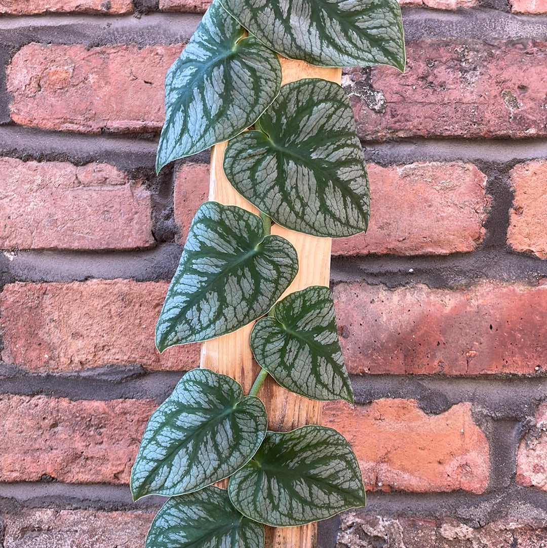Monstera Dubai