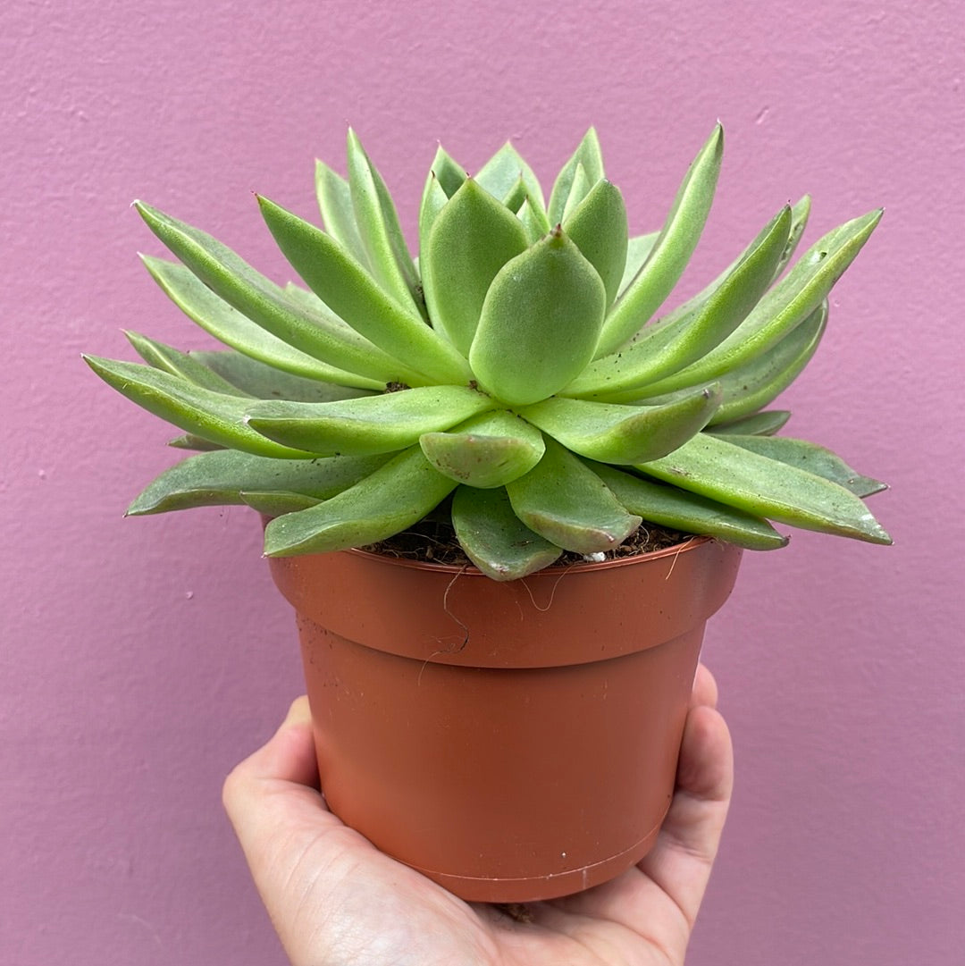 Echeveria Succulent