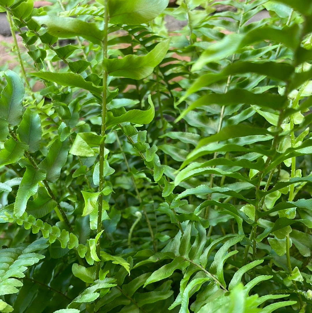 Boston Fern