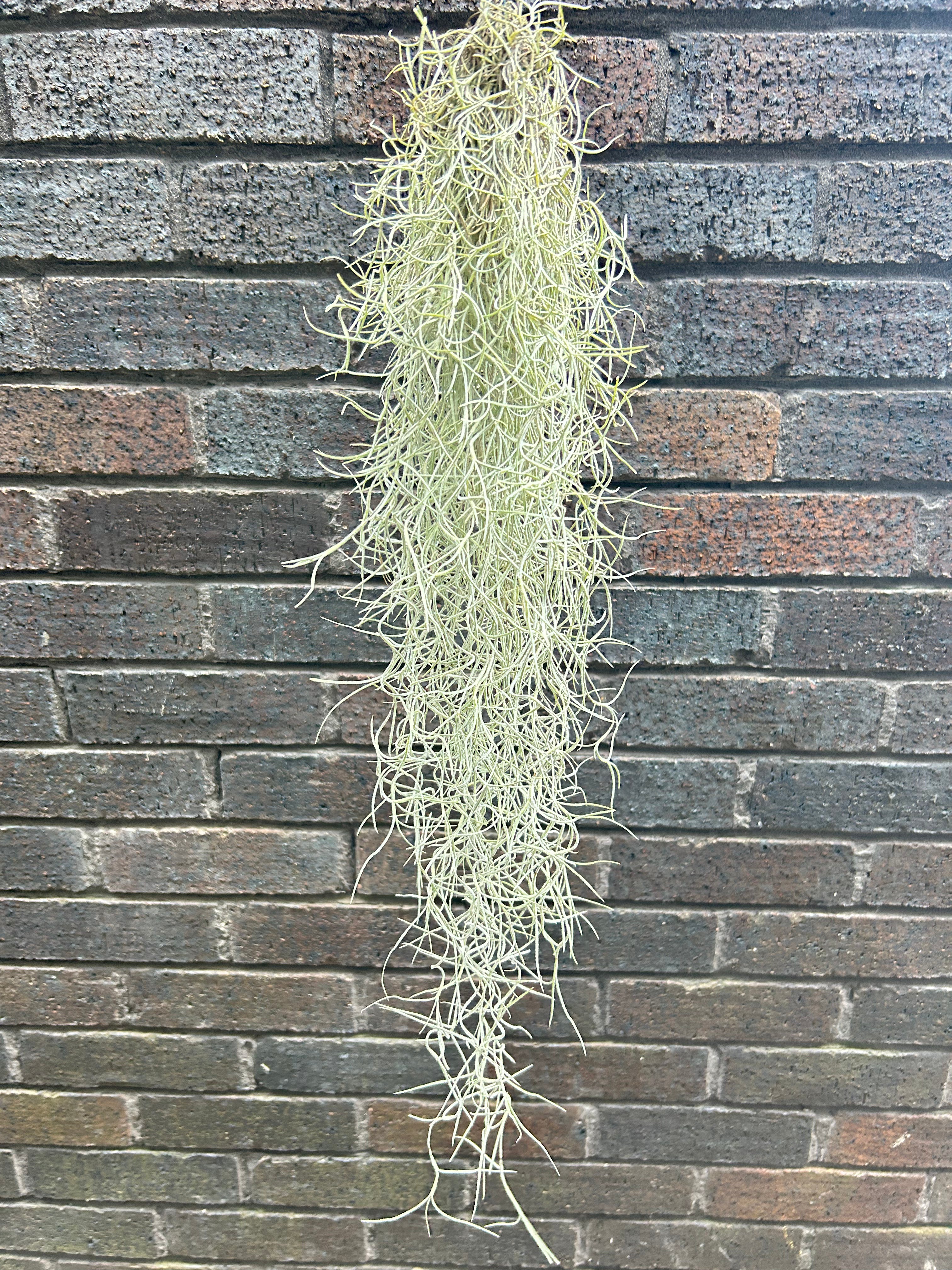 Tillandsia Usneoides &