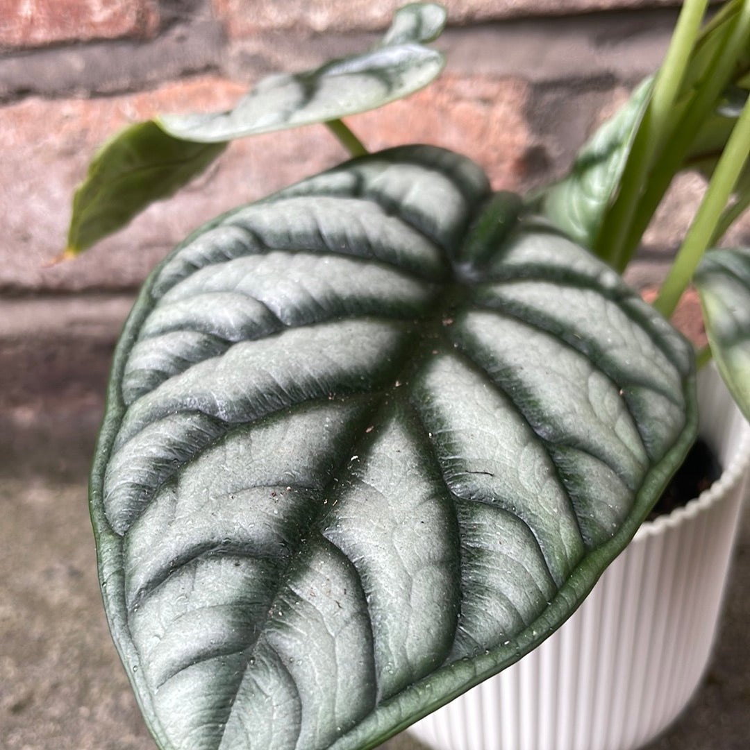 Alocasia Dragon Scale