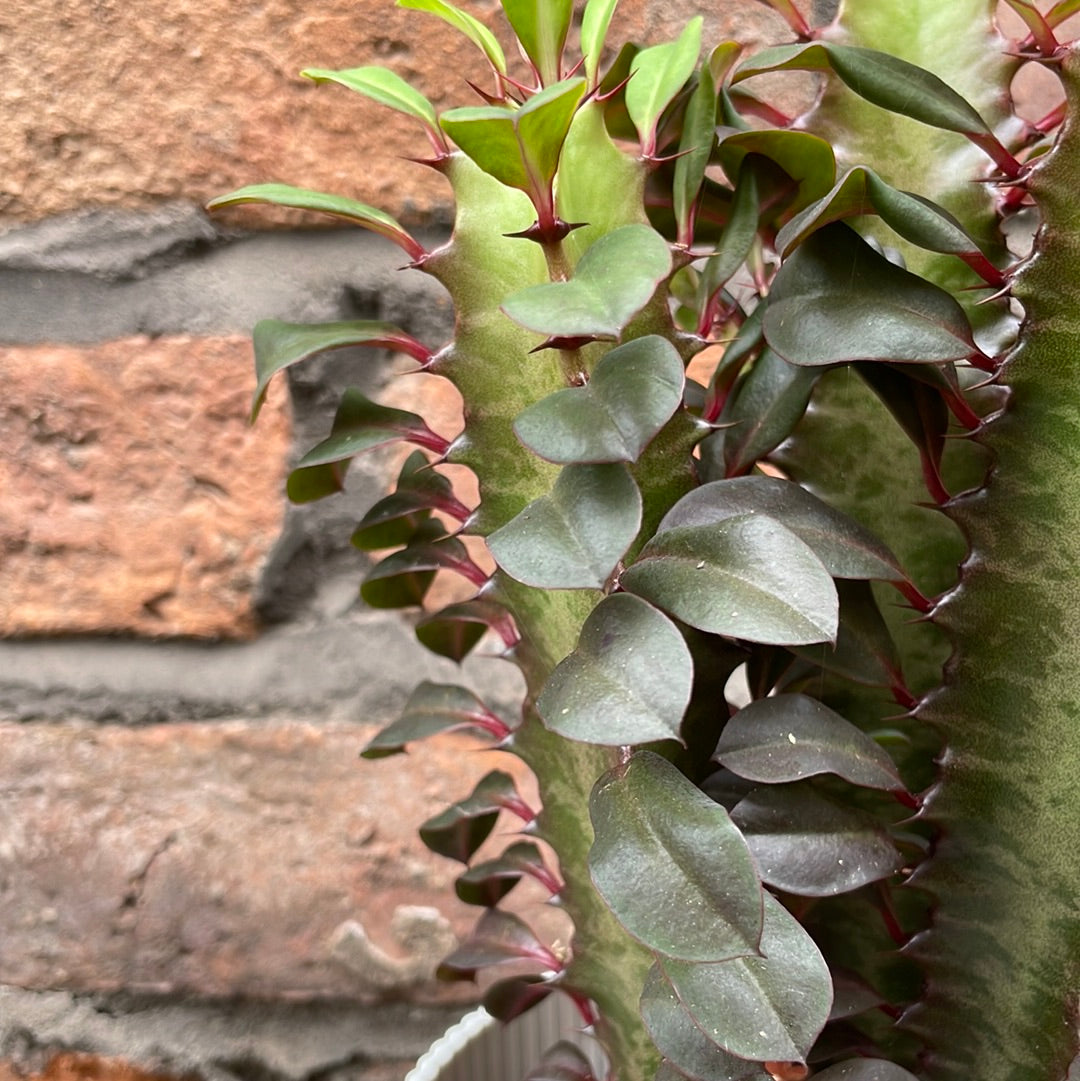 Euphorbia trigona Rubra