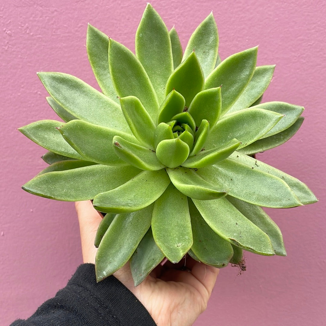 Echeveria Succulent