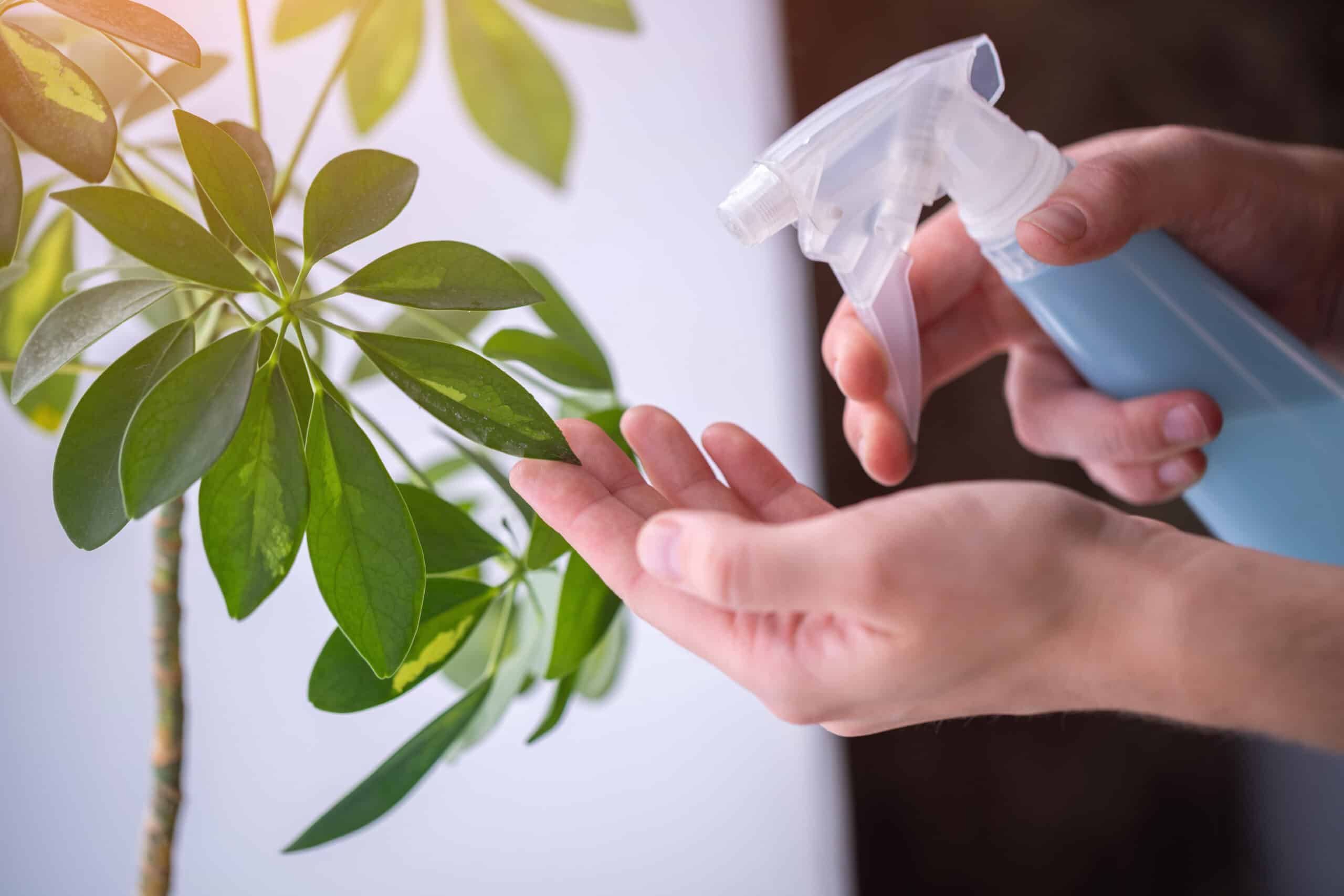 How to treat and prevent fungus gnats