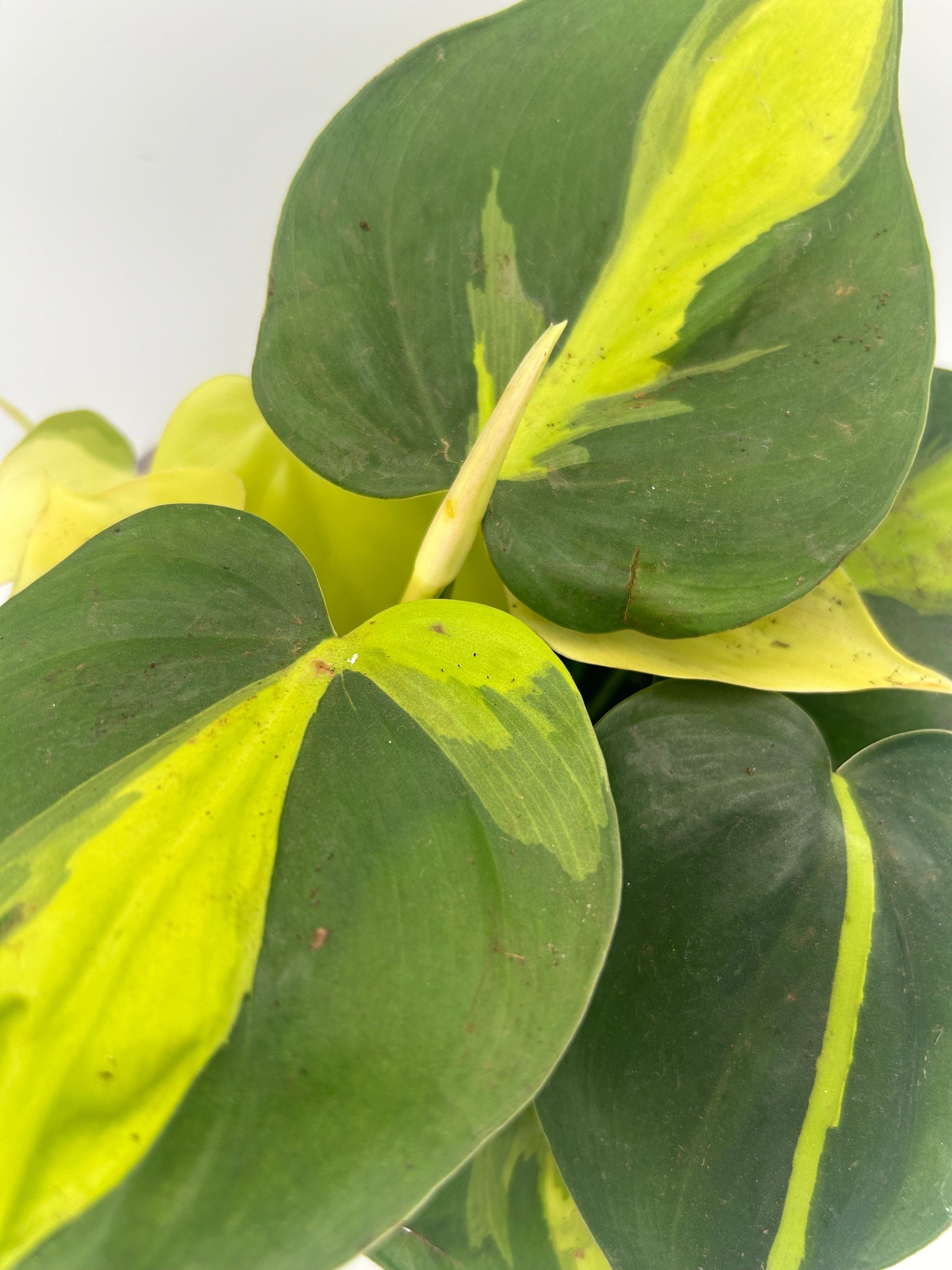 Shade Tolerant