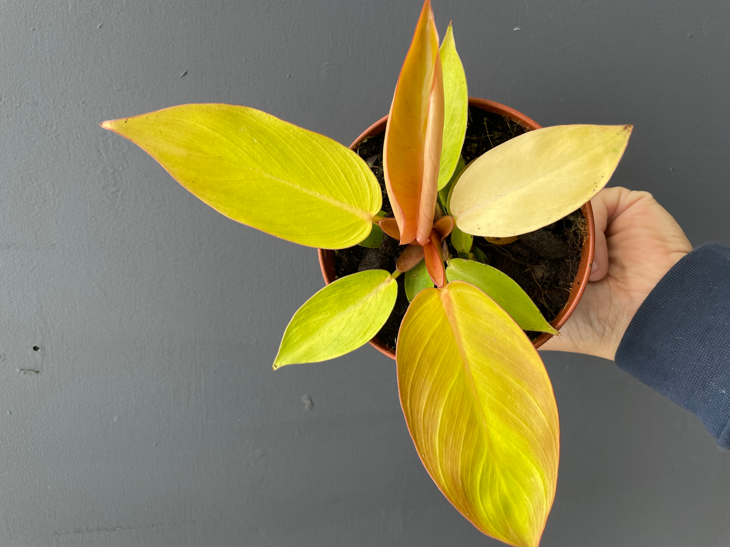 All Plants