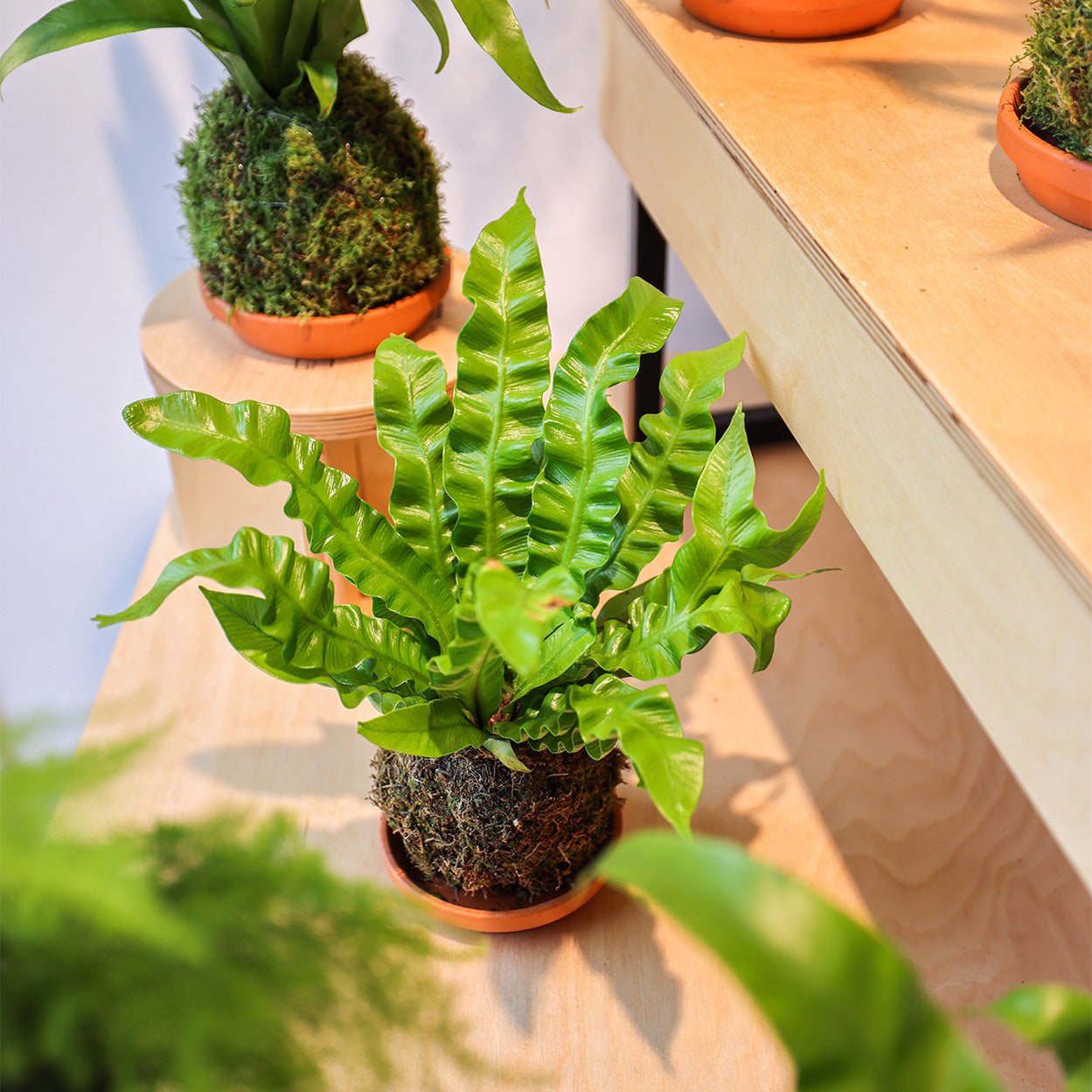Kokedama