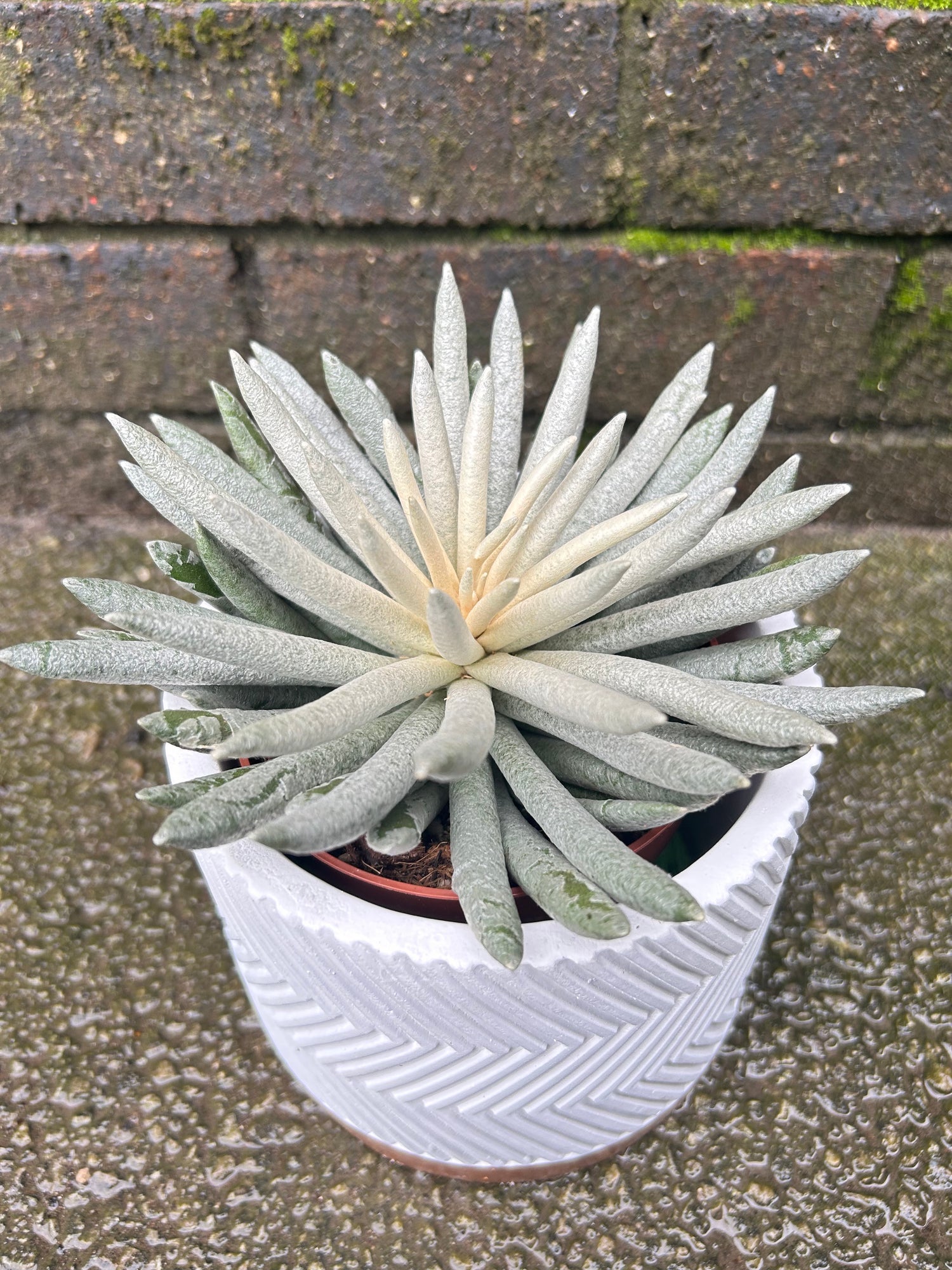 Senecio Scaposus