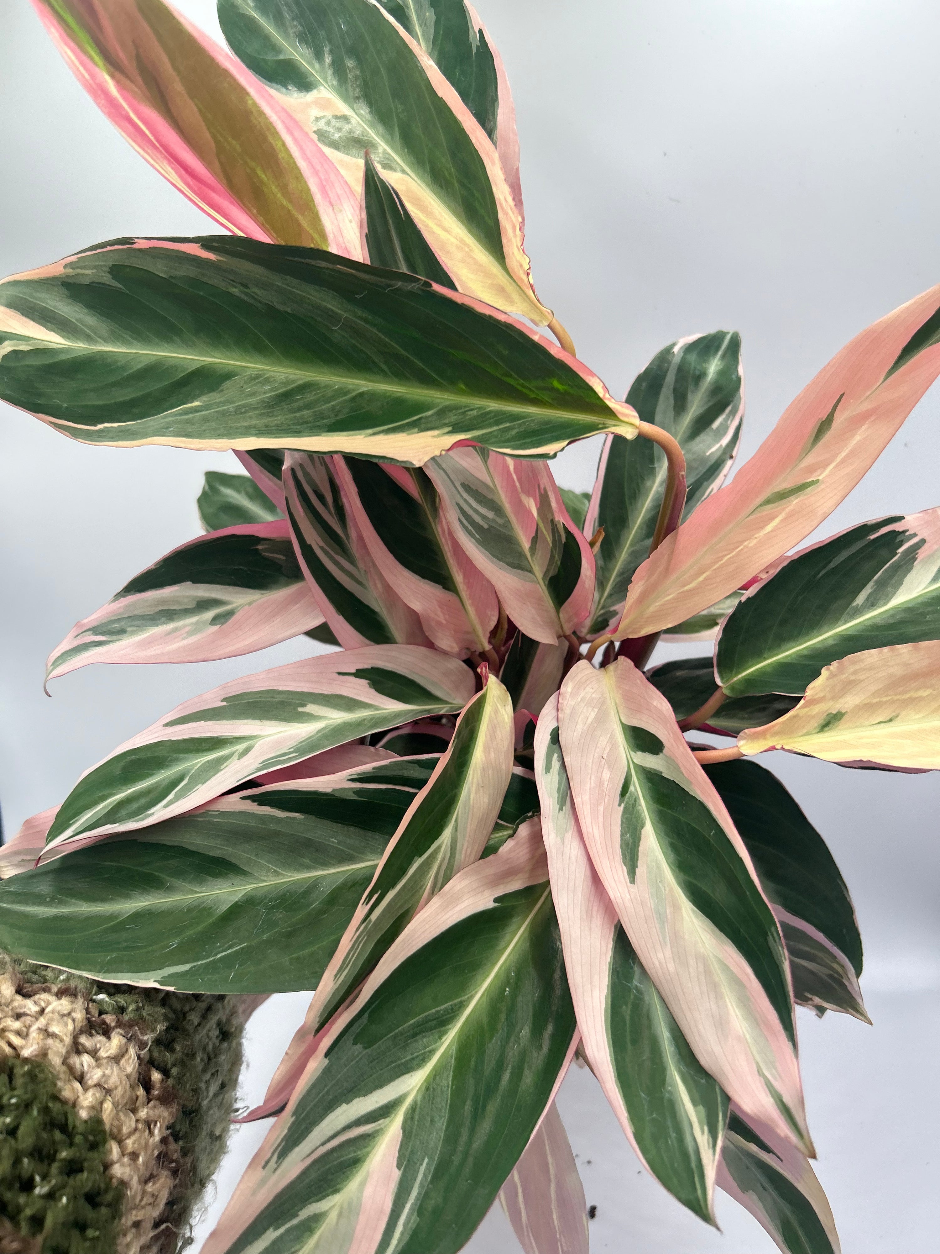Stromanthe Triostar