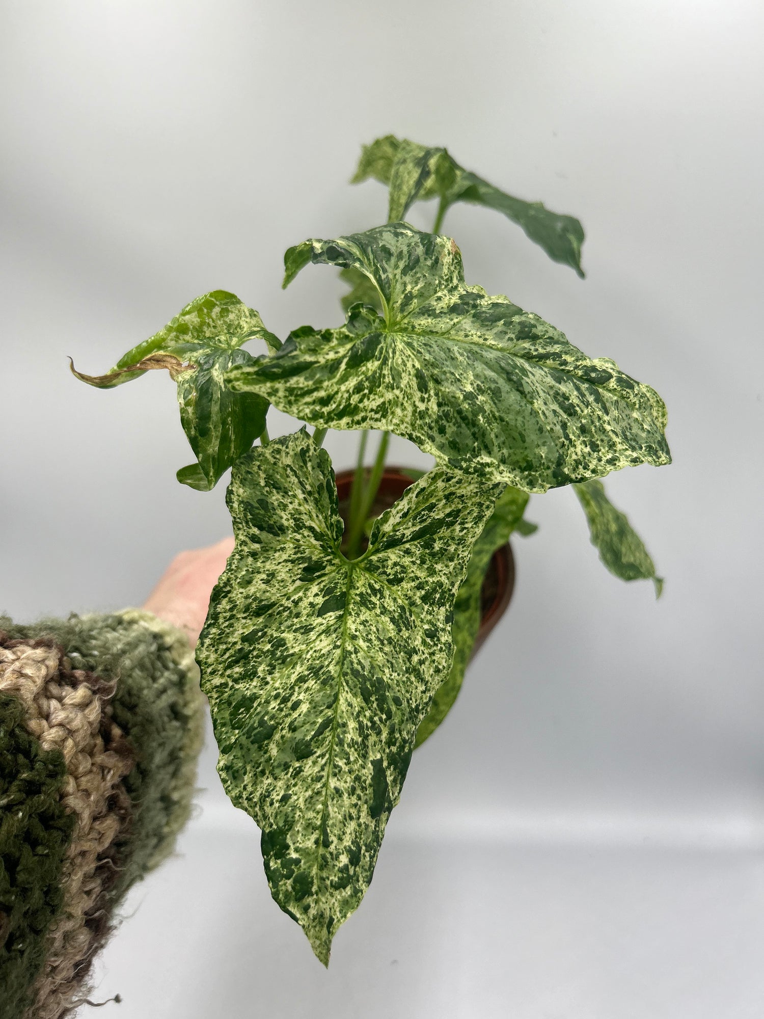 Syngonium Mottled